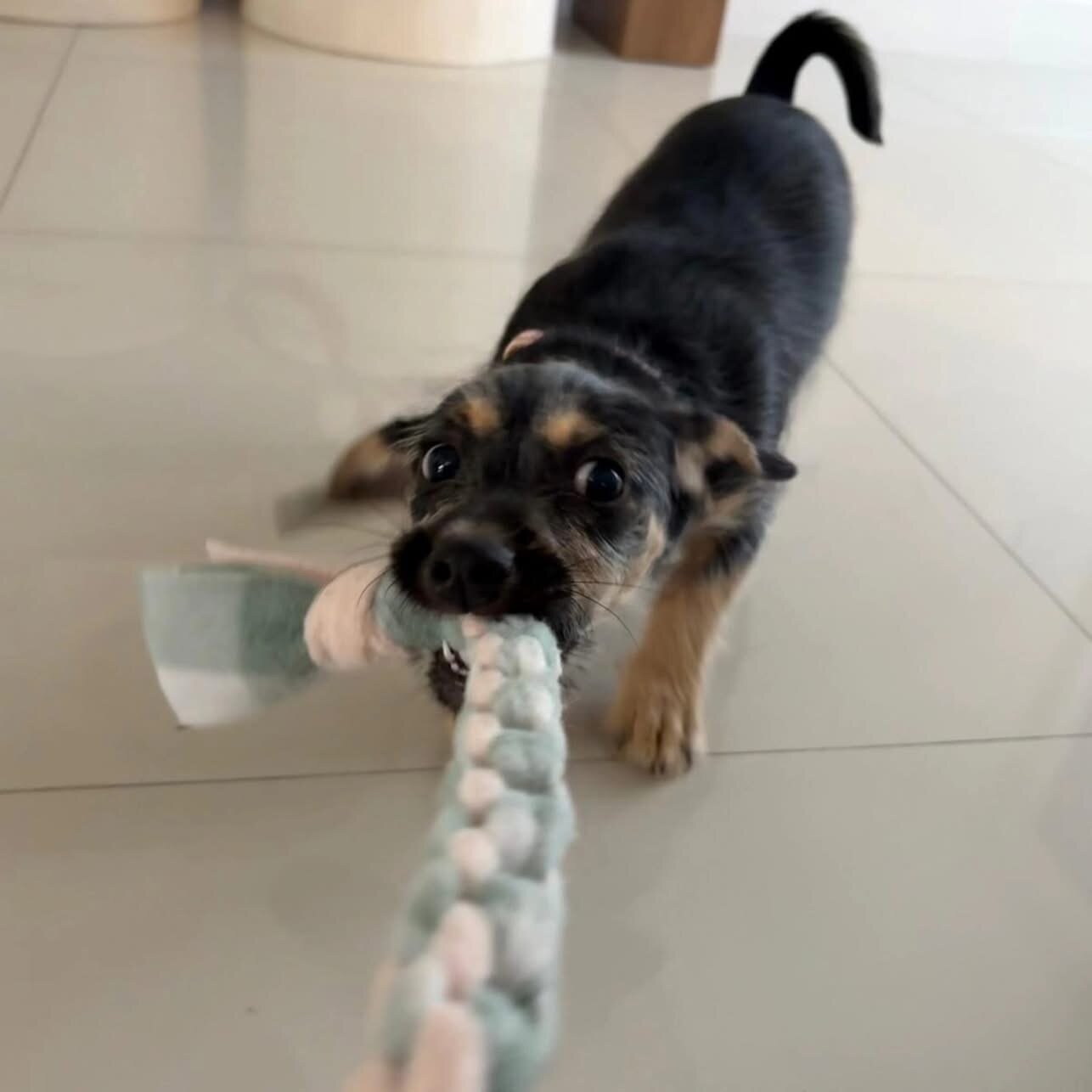 💕 MEET ZURI — AVAILABLE FOR ADOPTION! 💕 image 5