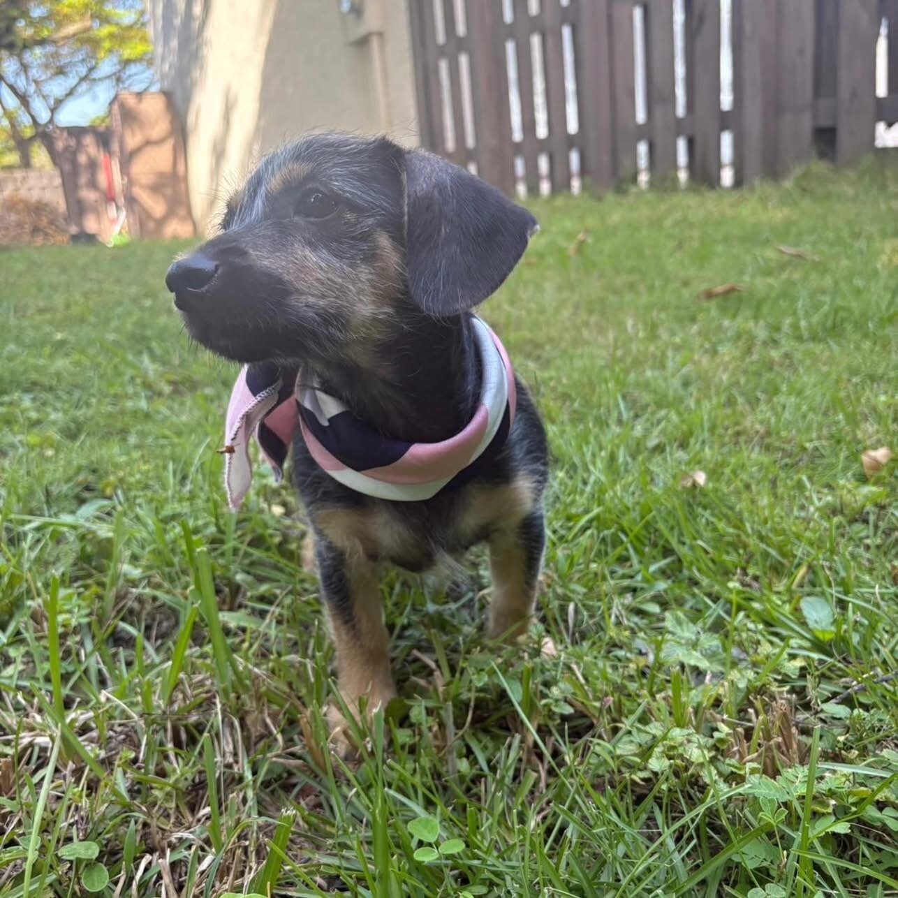 💕 MEET ZURI — AVAILABLE FOR ADOPTION! 💕 image 6