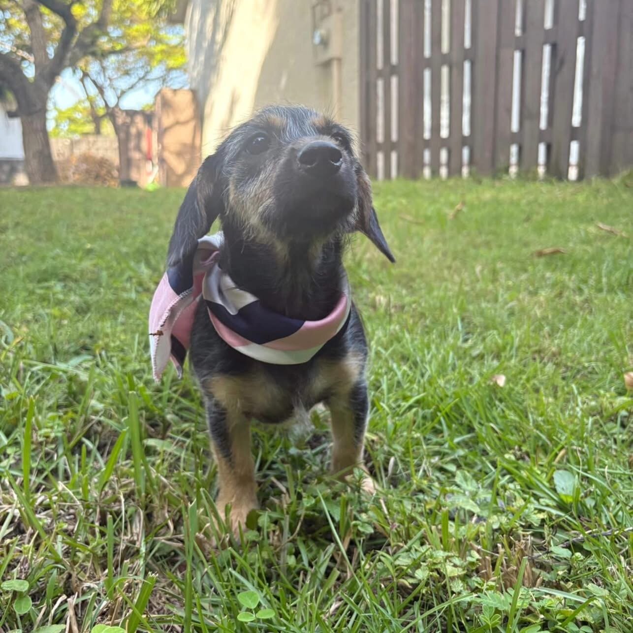 💕 MEET ZURI — AVAILABLE FOR ADOPTION! 💕 image 7