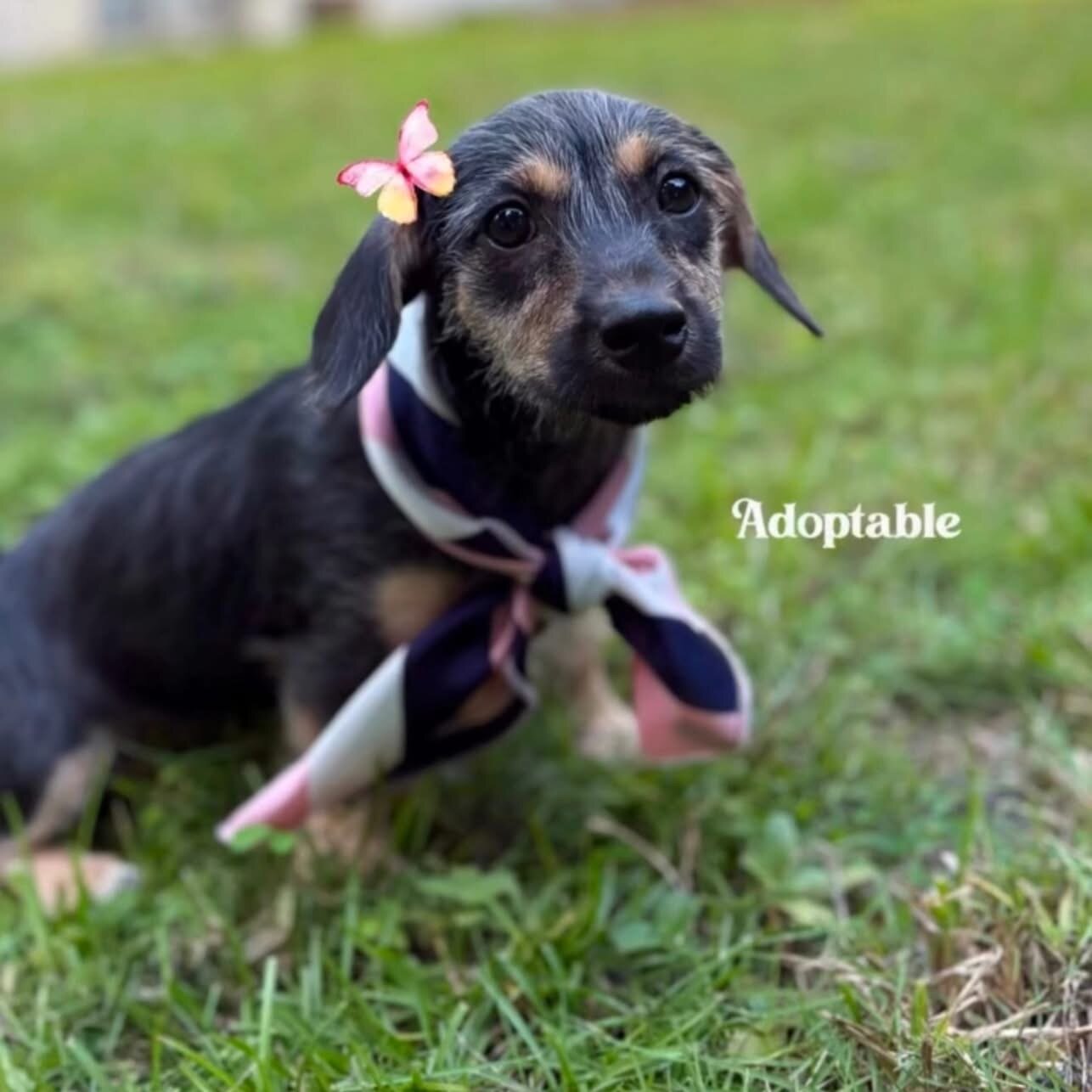 💕 MEET ZURI — AVAILABLE FOR ADOPTION! 💕 image 9
