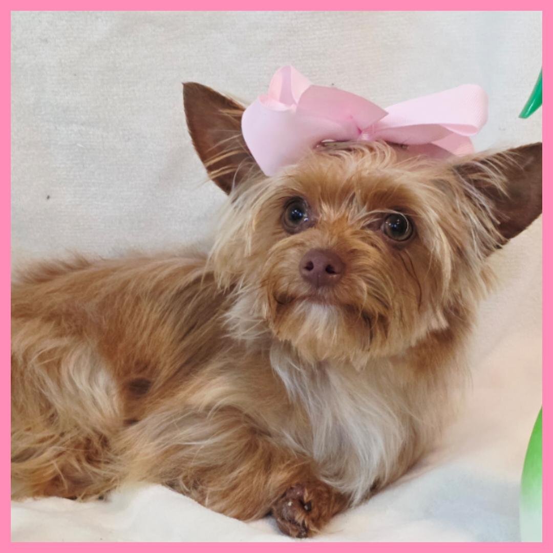 Yorkie Puppy for Sale - Abby image 1