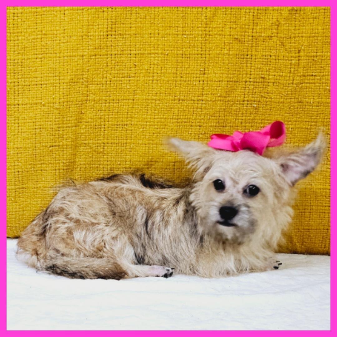 Pug Shih Tzu Yorkie Mix Puppy for Sale - Emily image 1