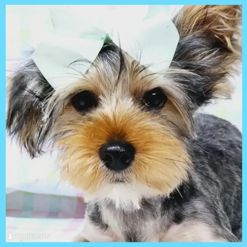 Yorkshire Terrier Puppy for Sale - Felipe image 1