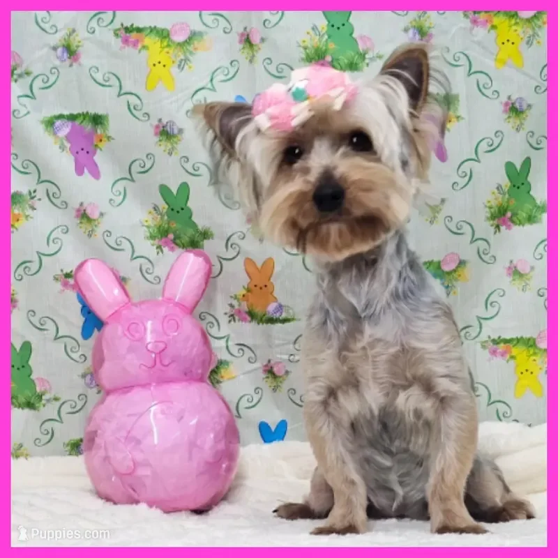 Yorkshire Terrier Puppy for Sale - Flora image 1