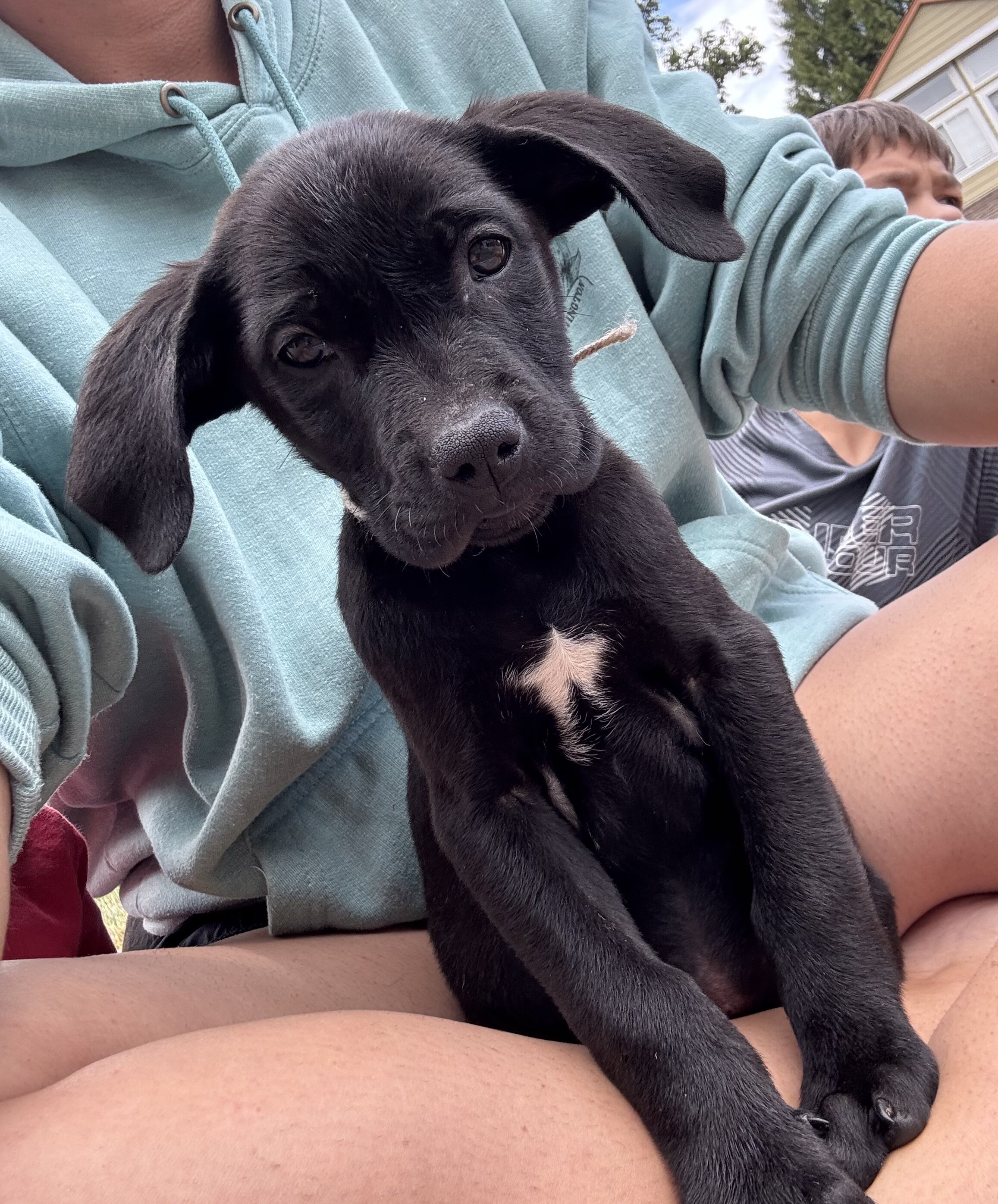 Pitbull, Golden Retriever, Black Lab mix puppies image 1