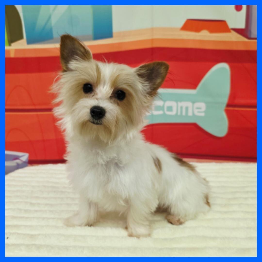 Morkie Puppy for Sale - Gizmo image 1