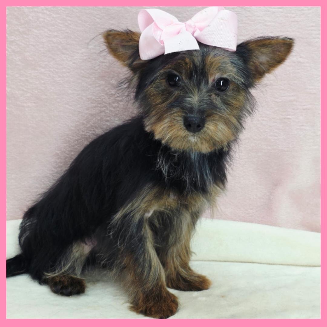 Morkie Puppy for Sale - Hanna image 1