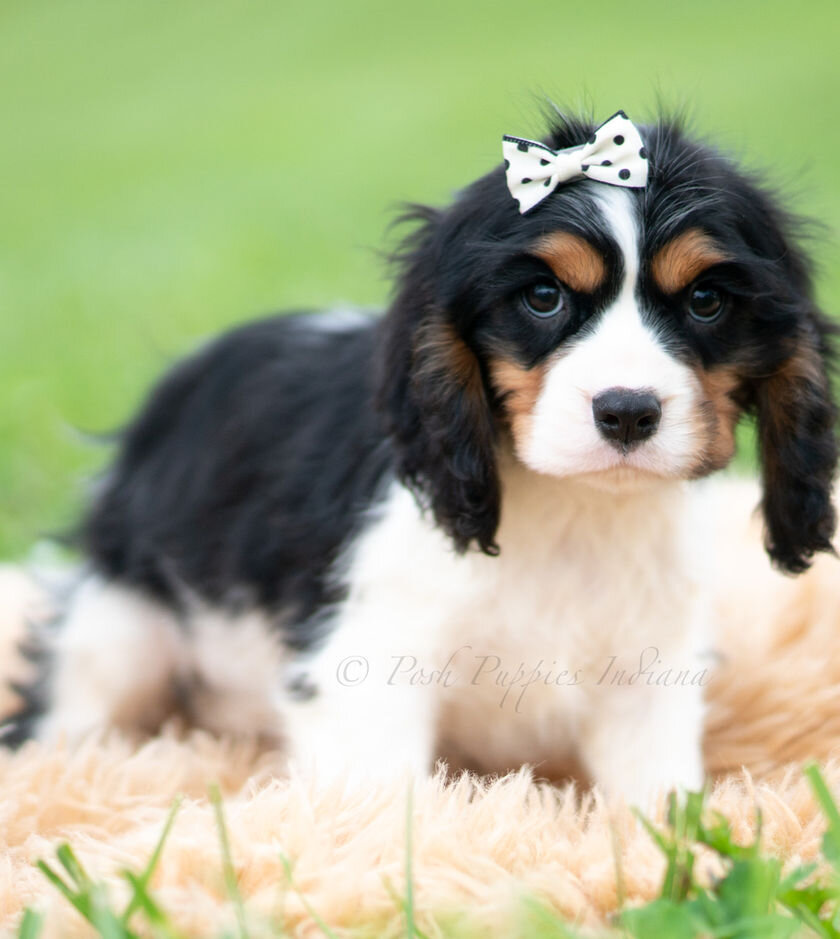 Cavalier King Charles Spaniel image 2