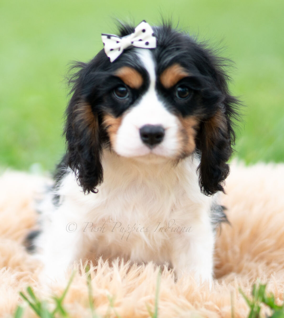 Cavalier King Charles Spaniel image 4
