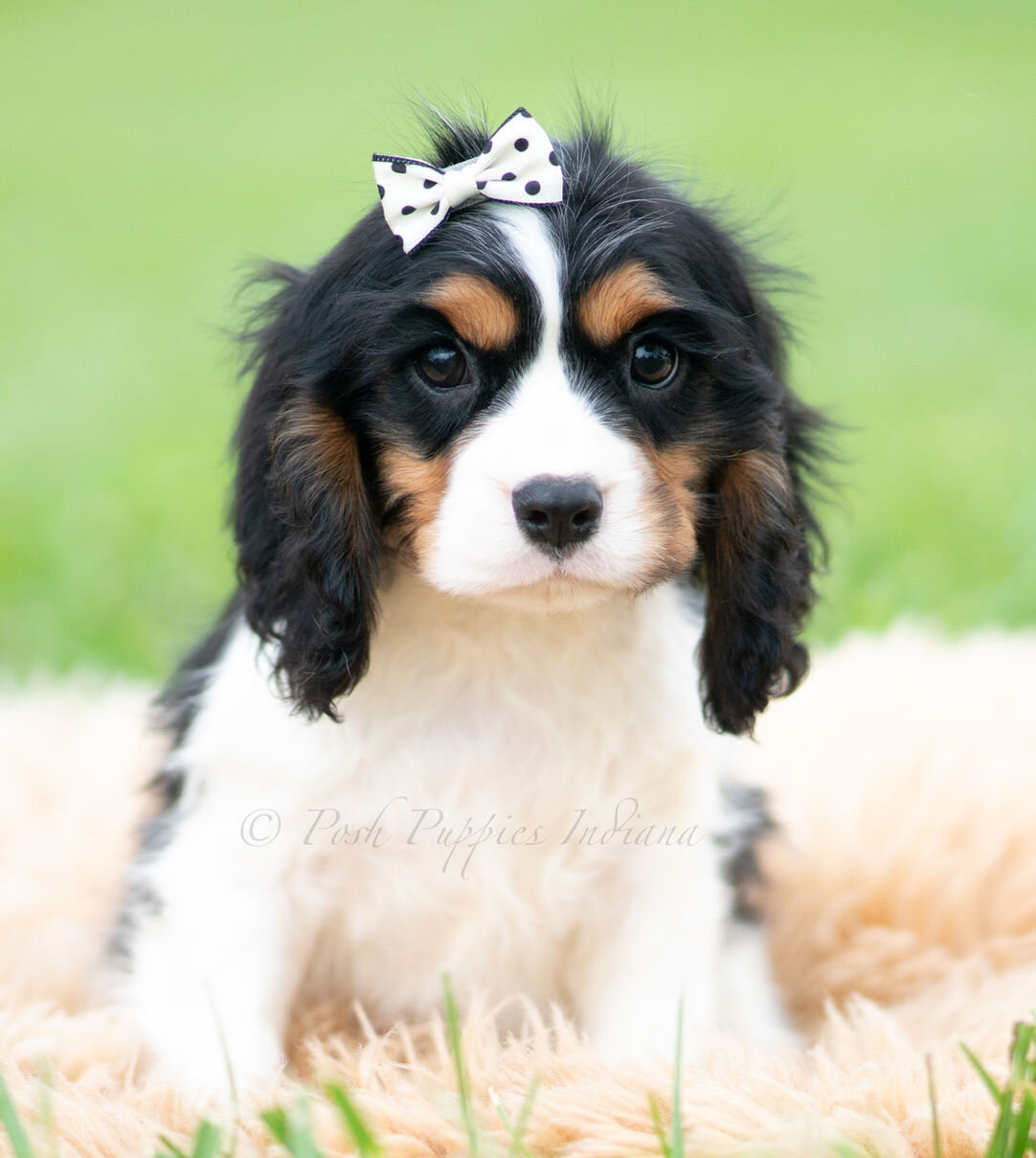 Cavalier King Charles Spaniel image 5