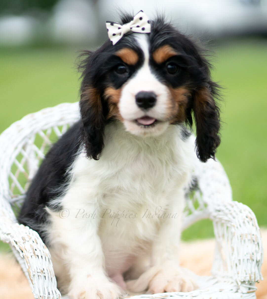 Cavalier King Charles Spaniel image 1