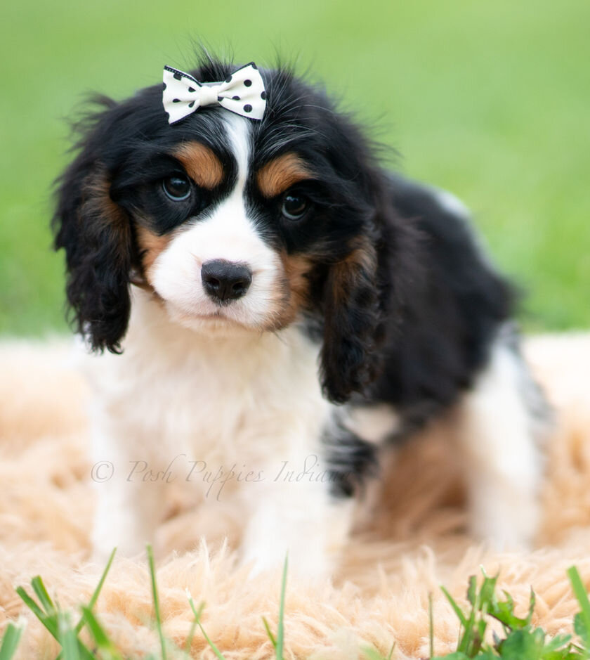 Cavalier King Charles Spaniel image 3