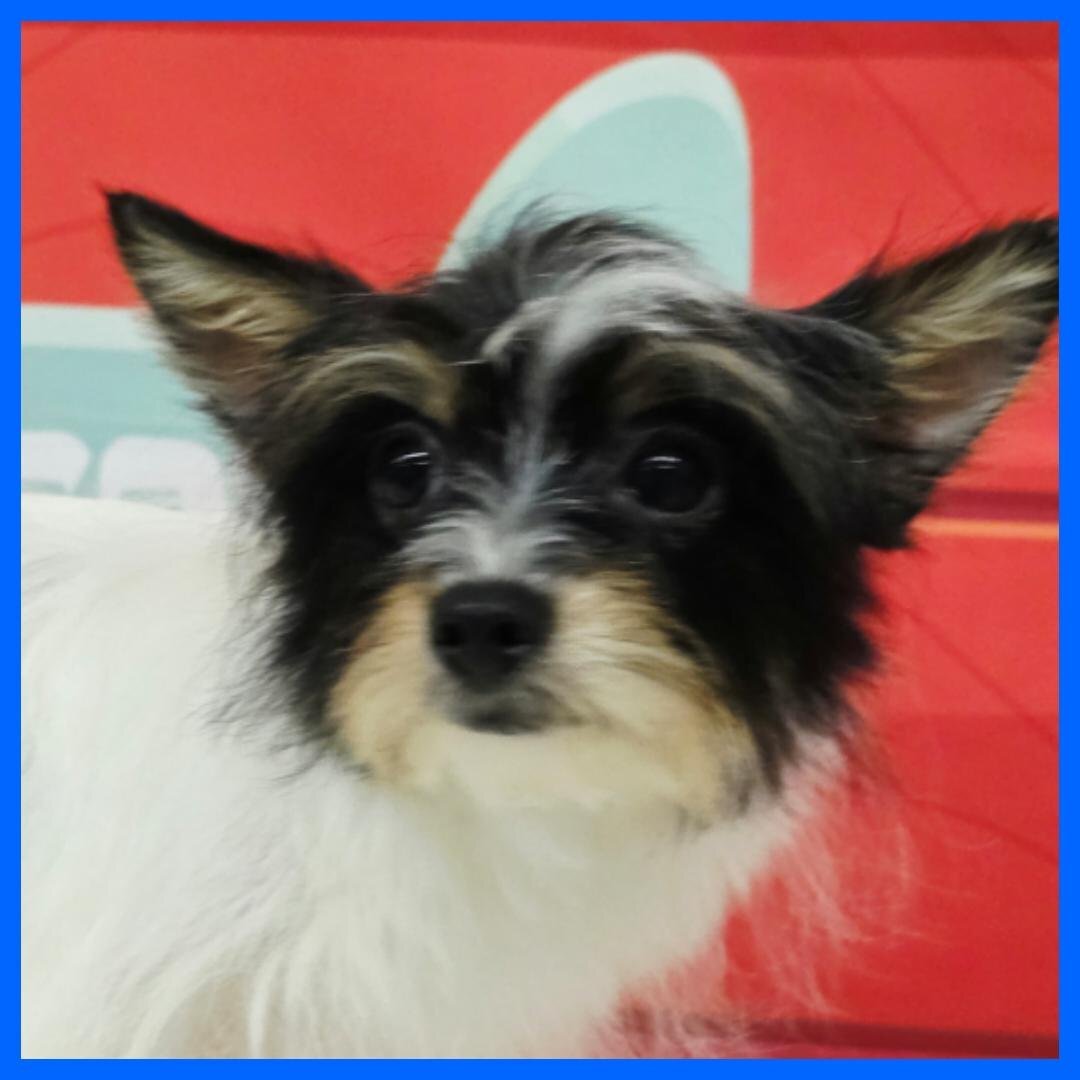 Morkie Puppy for Sale - Henry image 1