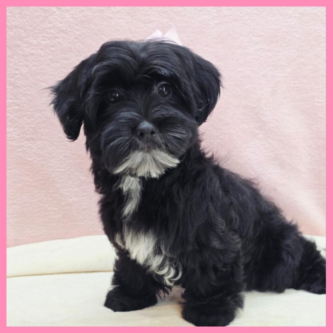 Yorkiepoo Puppy for Sale - Janet image 1