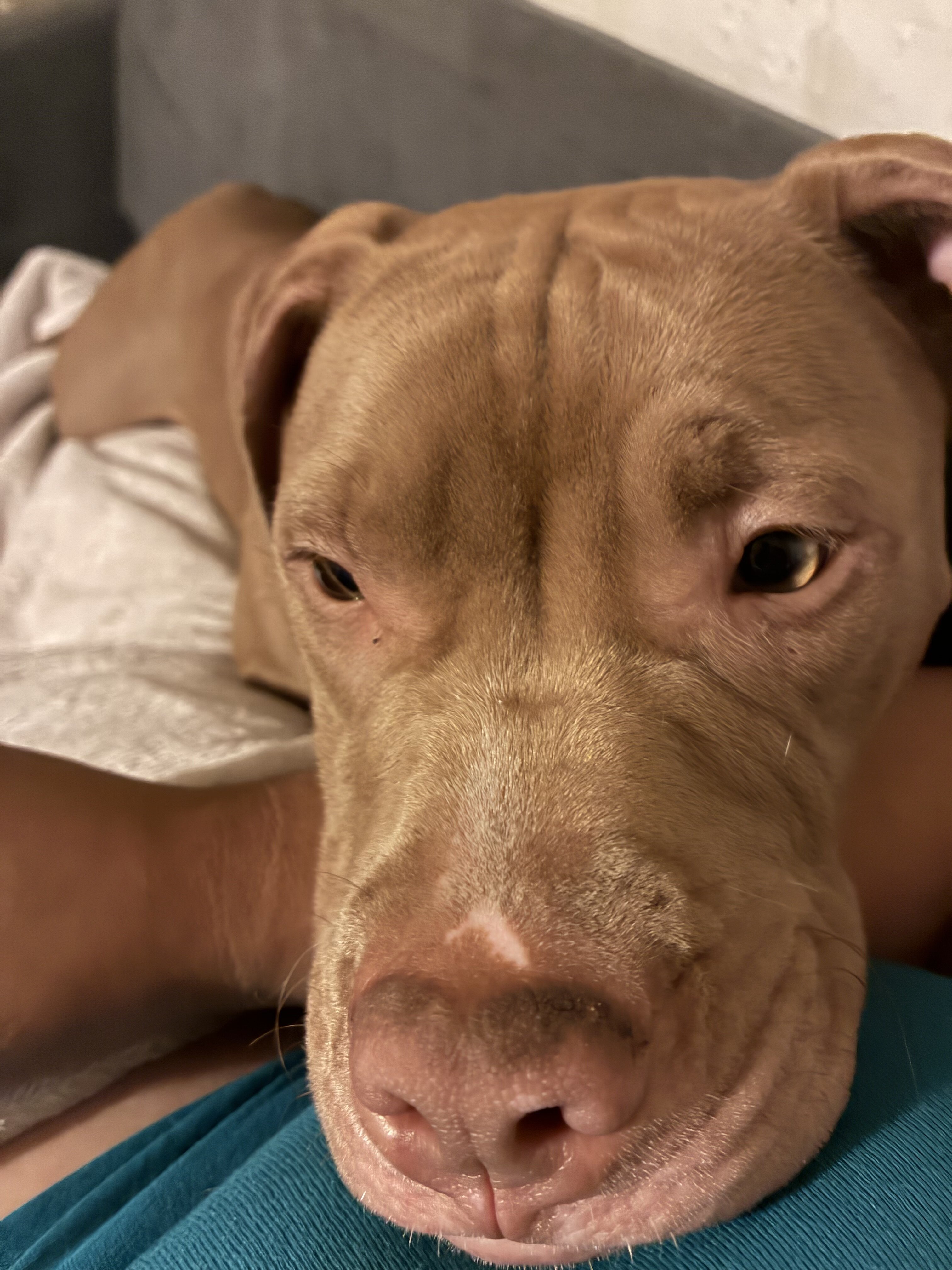 Pitbulls image 1