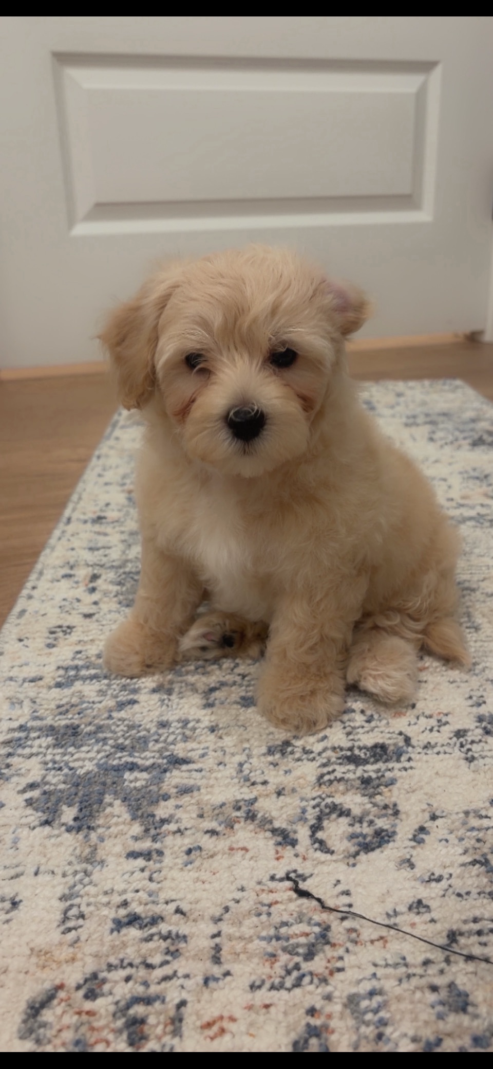 Morkiepoo image 1