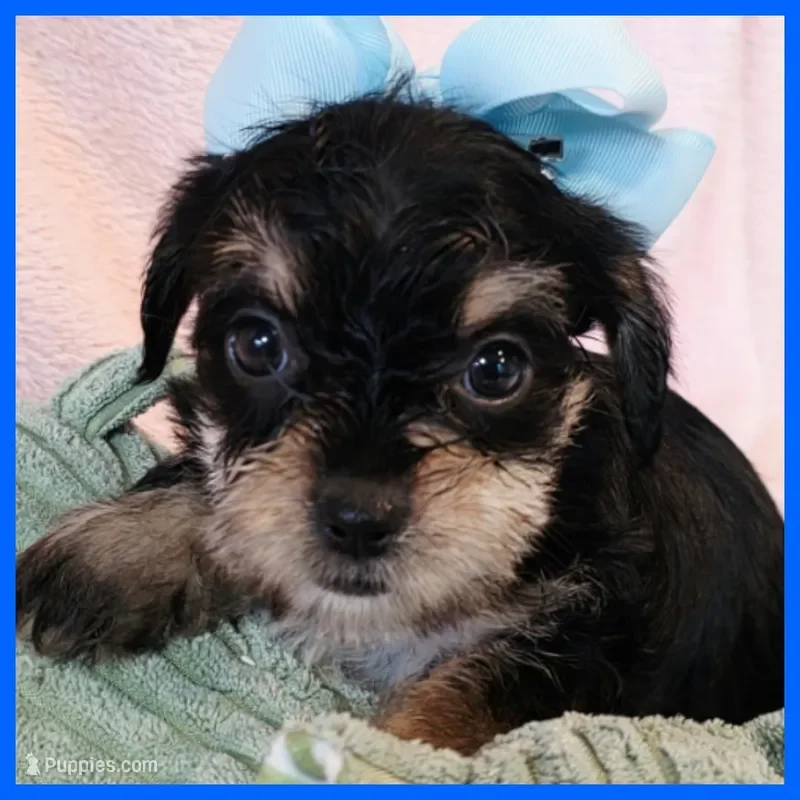 Yorkipoo Puppy for Sale - Joey image 1
