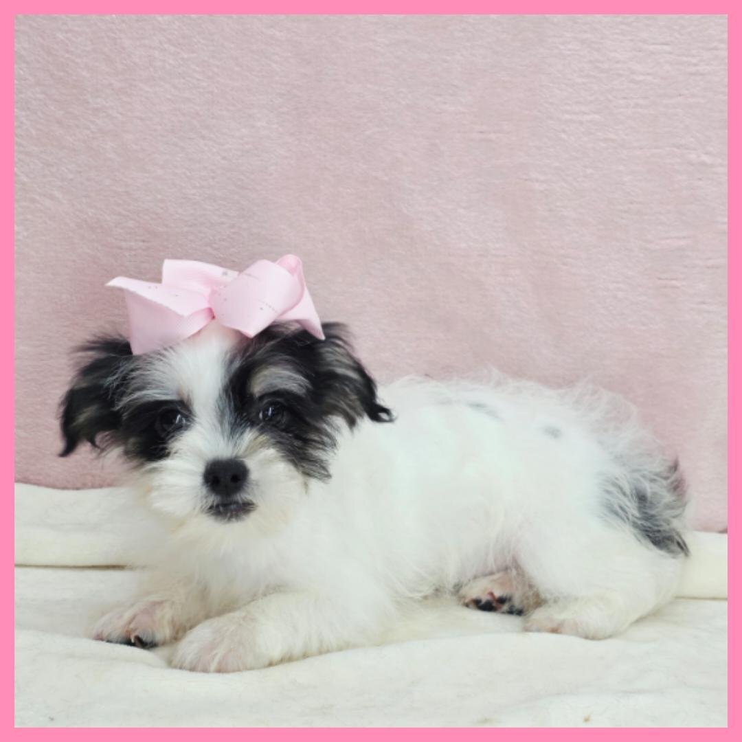 Yorkiepoo Puppy for Sale - Josie image 1