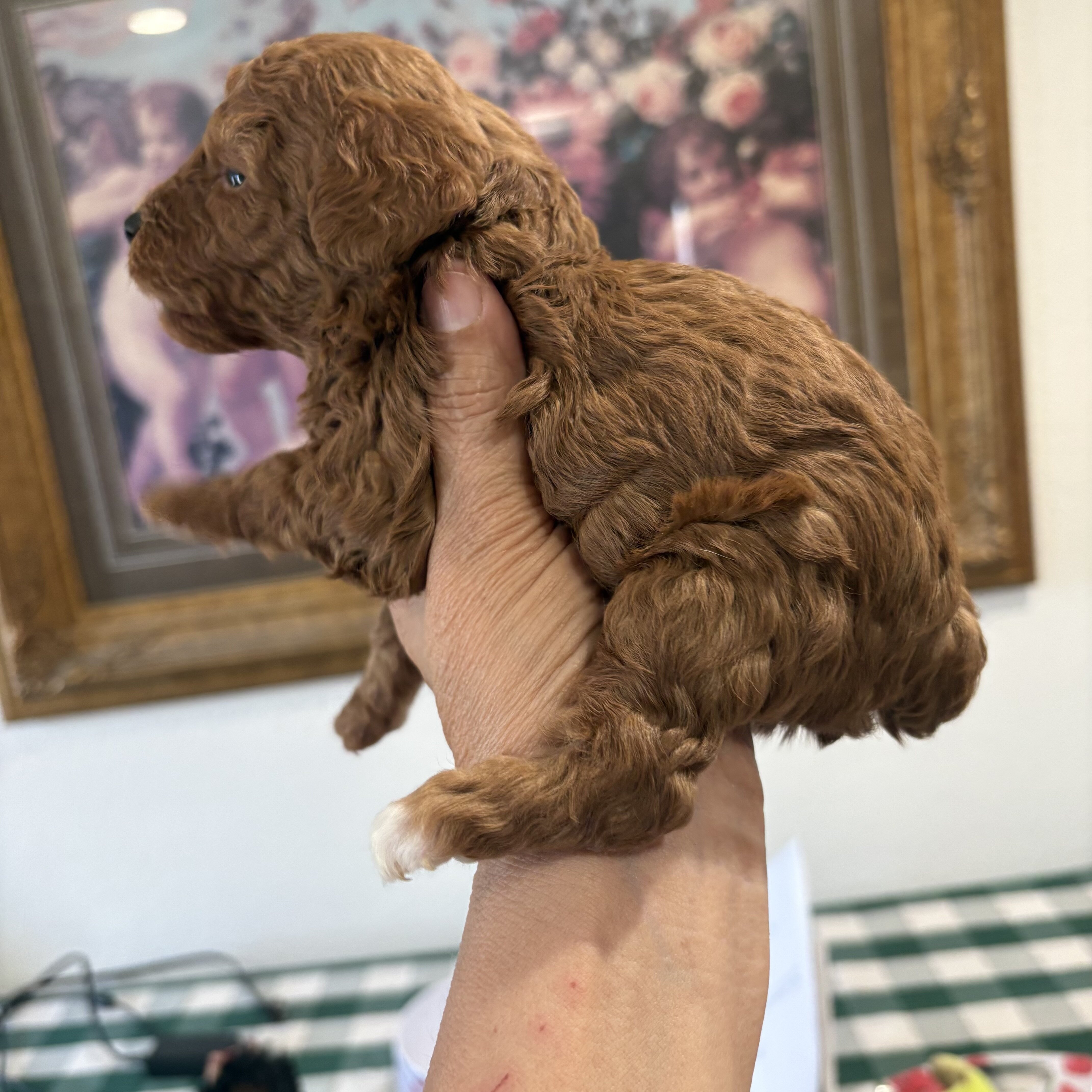 Toy Poodle Puppies image 4