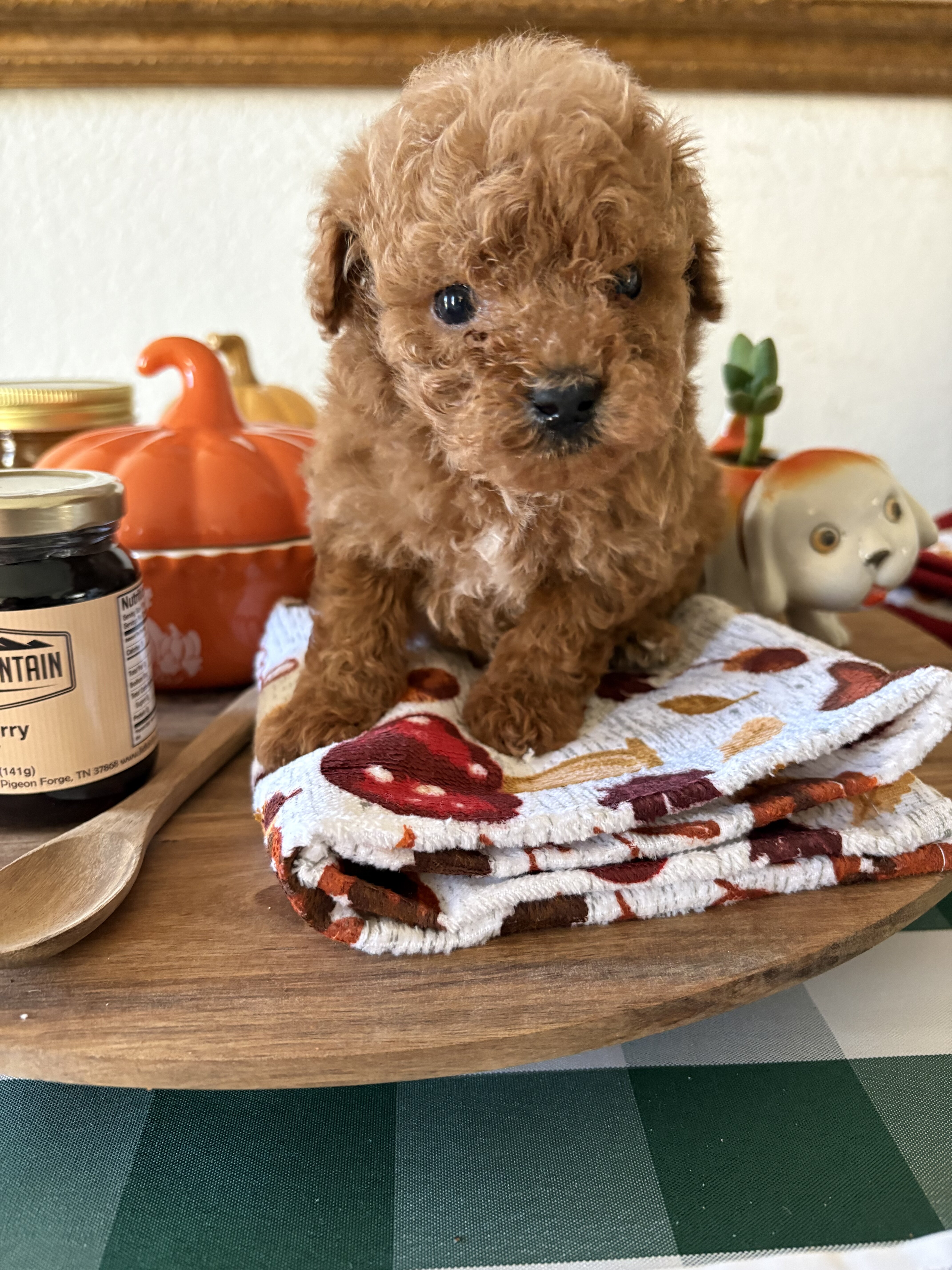 Toy Poodle Puppies image 2