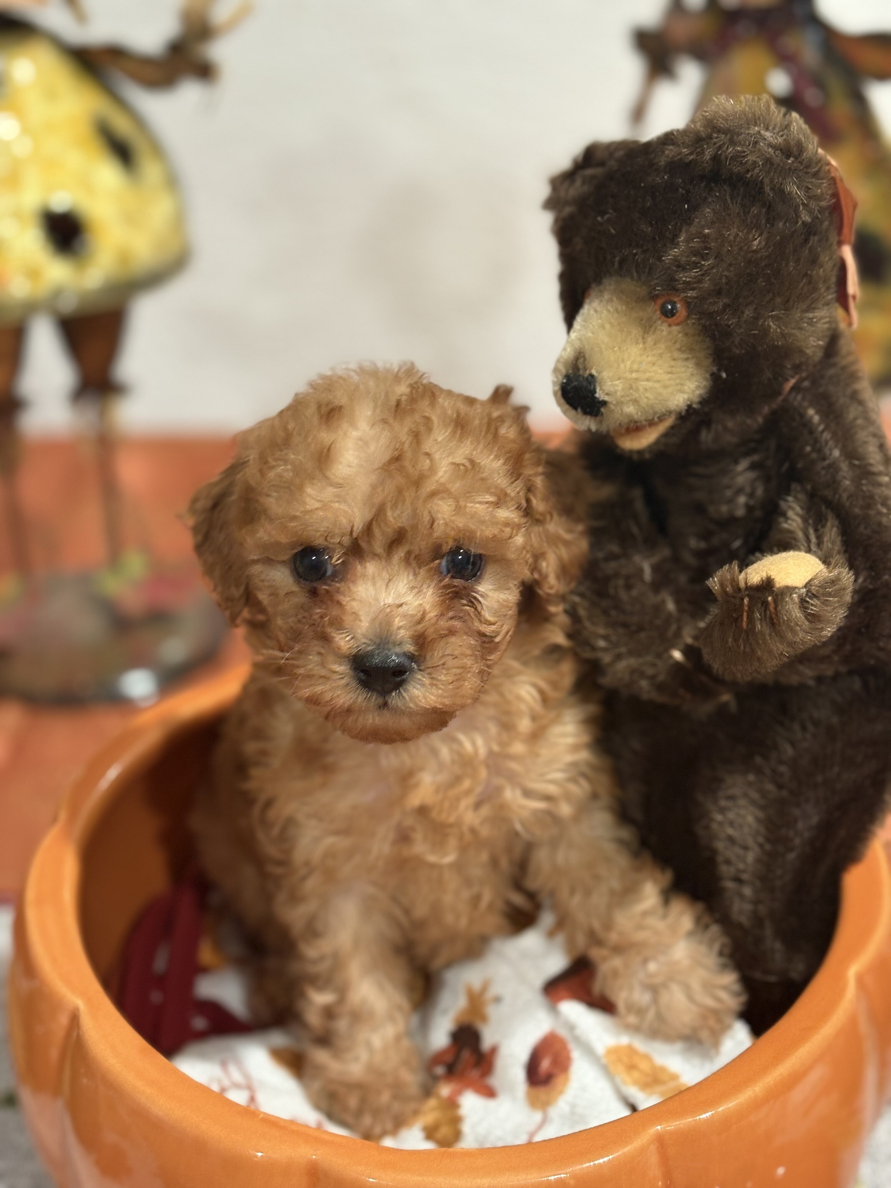 Toy Poodle Puppies image 1