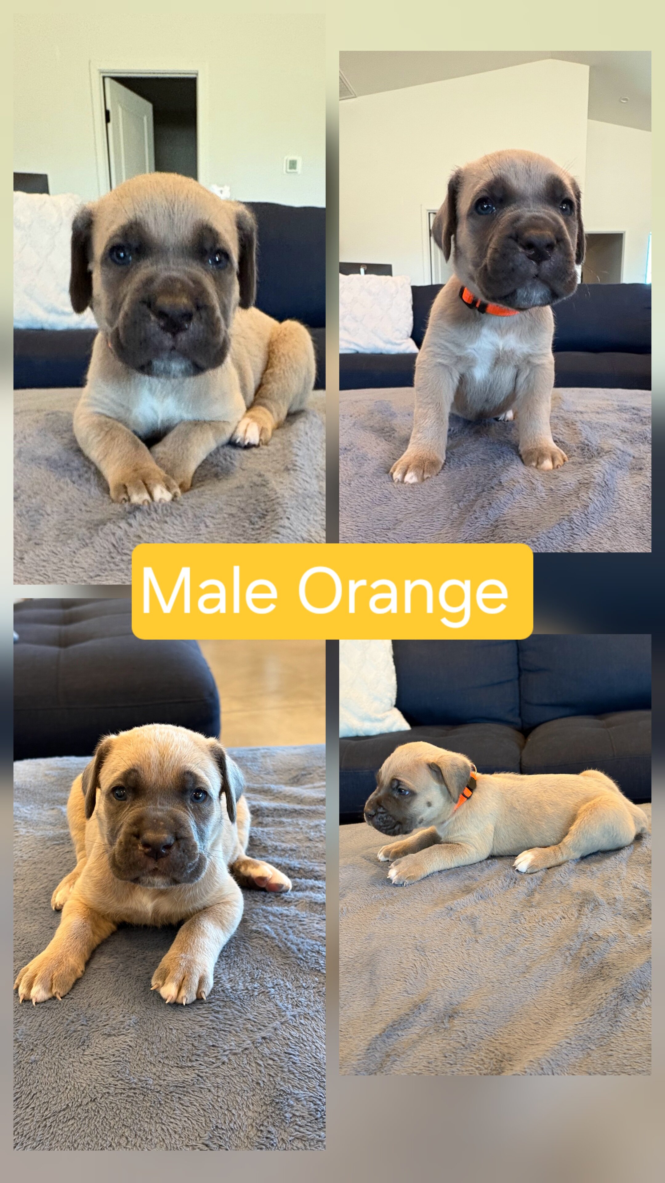 Cane corso puppies image 8