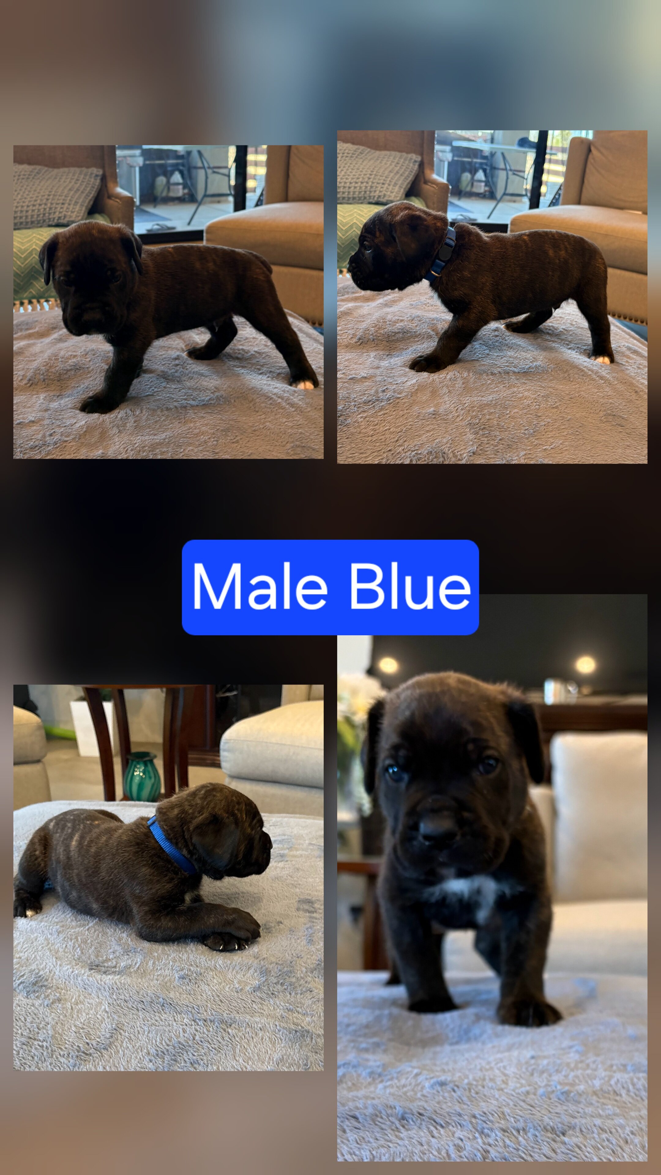 Cane corso puppies image 7