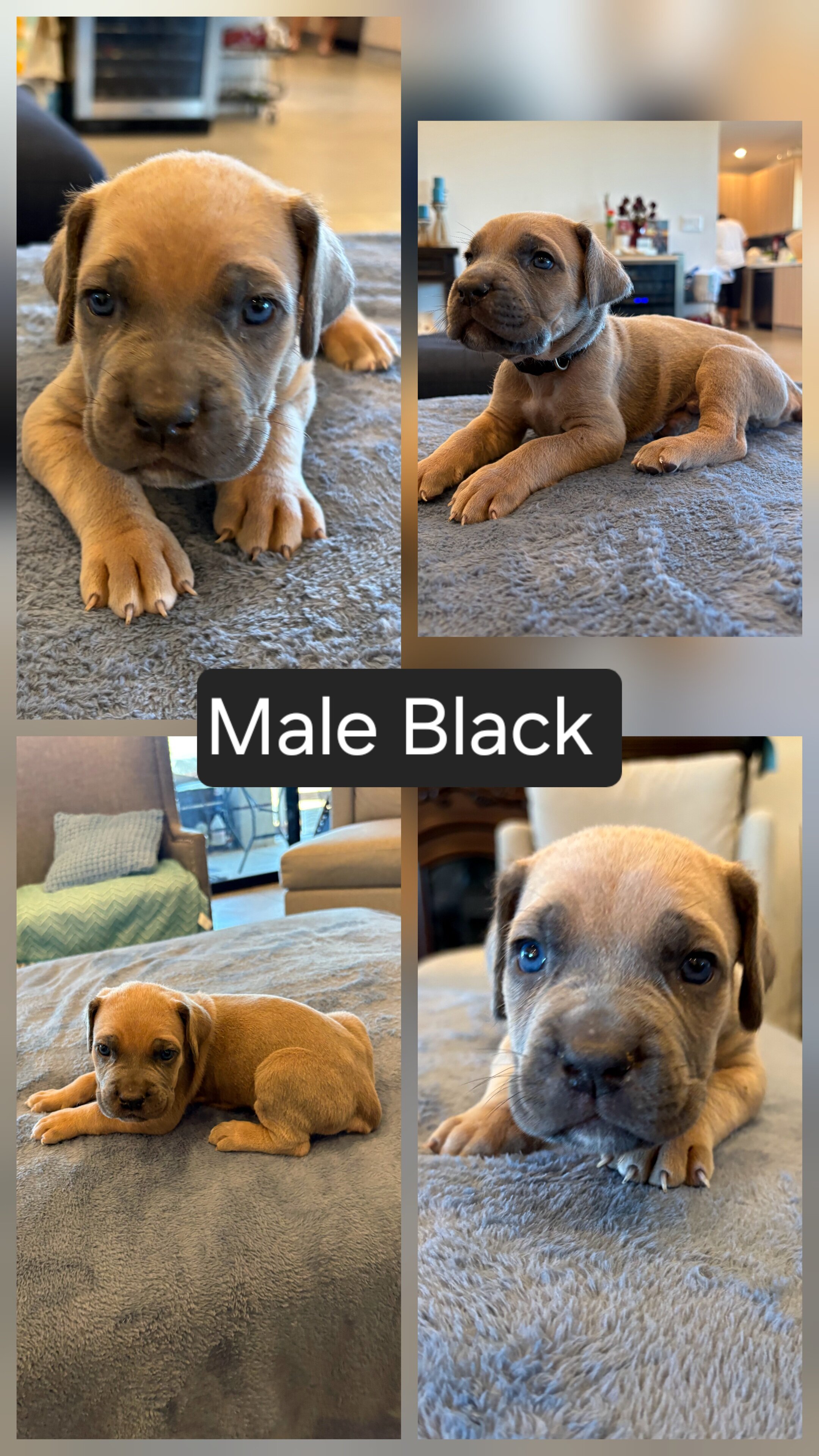 Cane corso puppies image 6