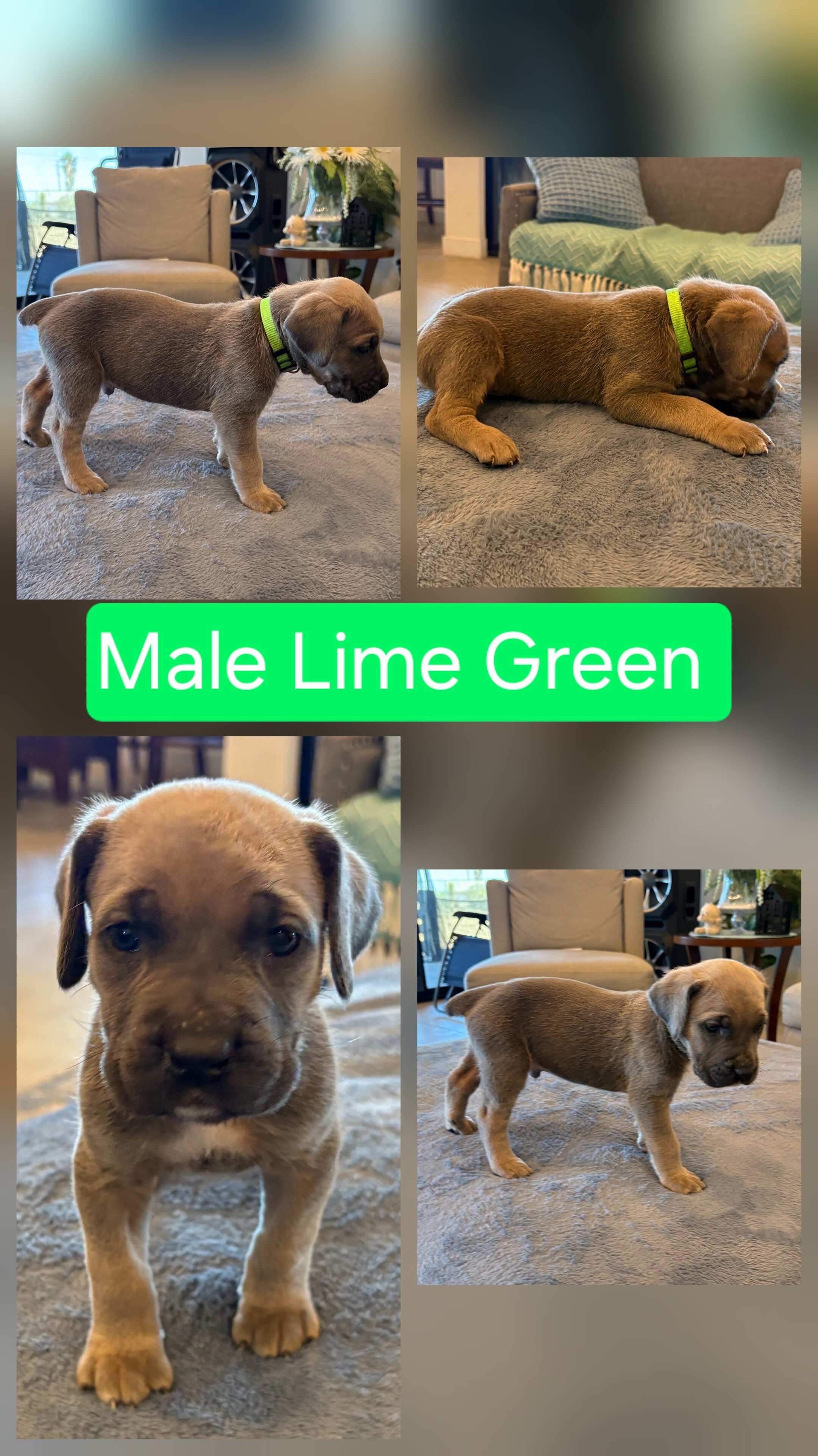 Cane corso puppies image 5