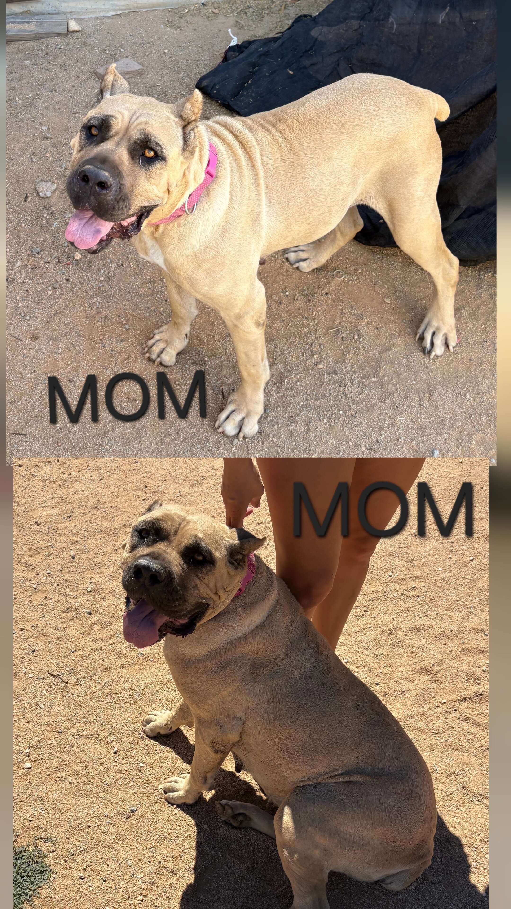 Cane corso puppies image 4