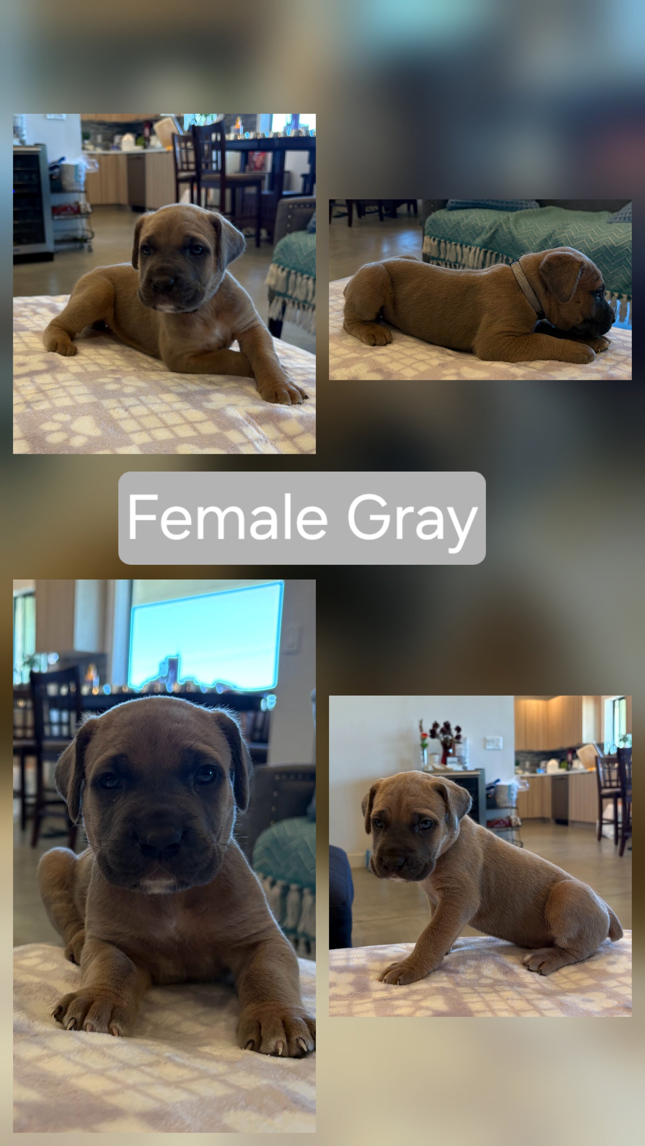 Cane corso puppies image 3