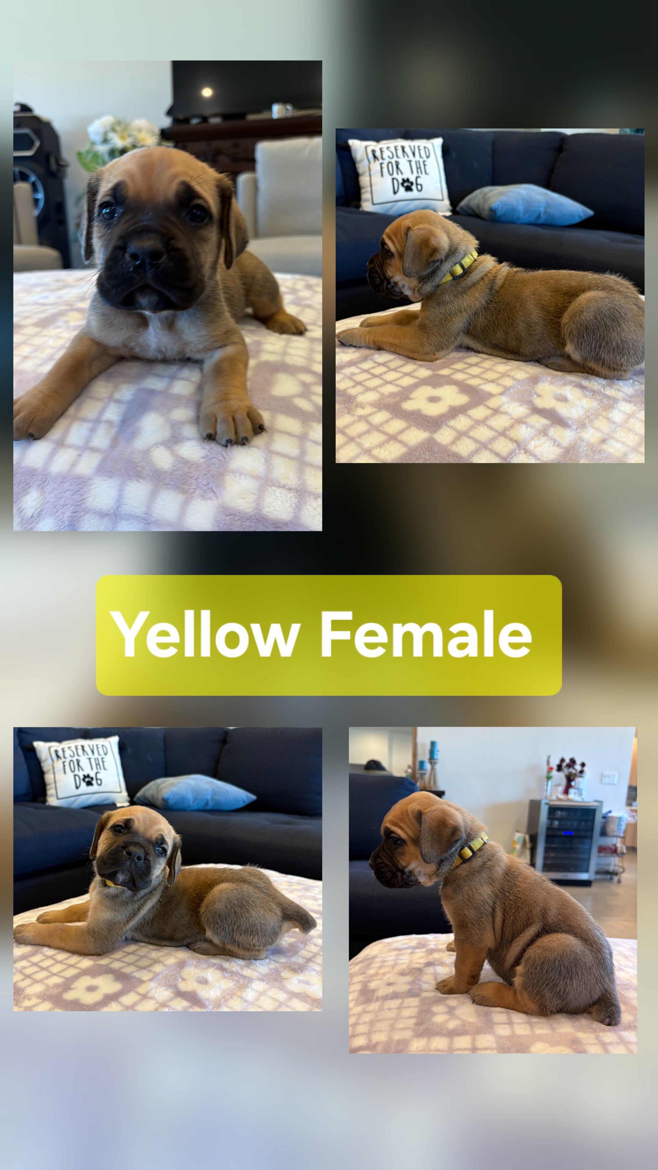 Cane corso puppies image 2