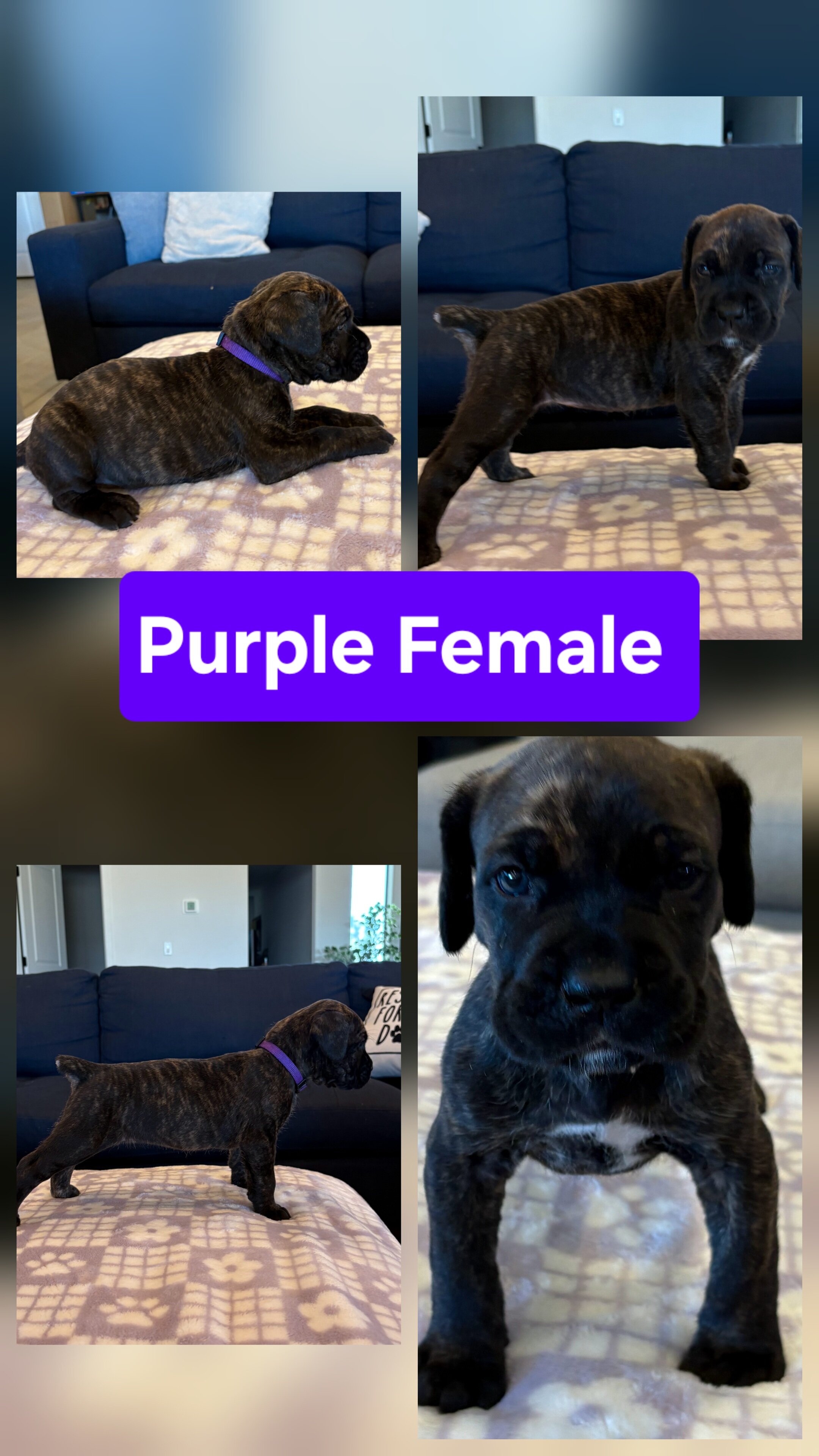 Cane corso puppies image 1