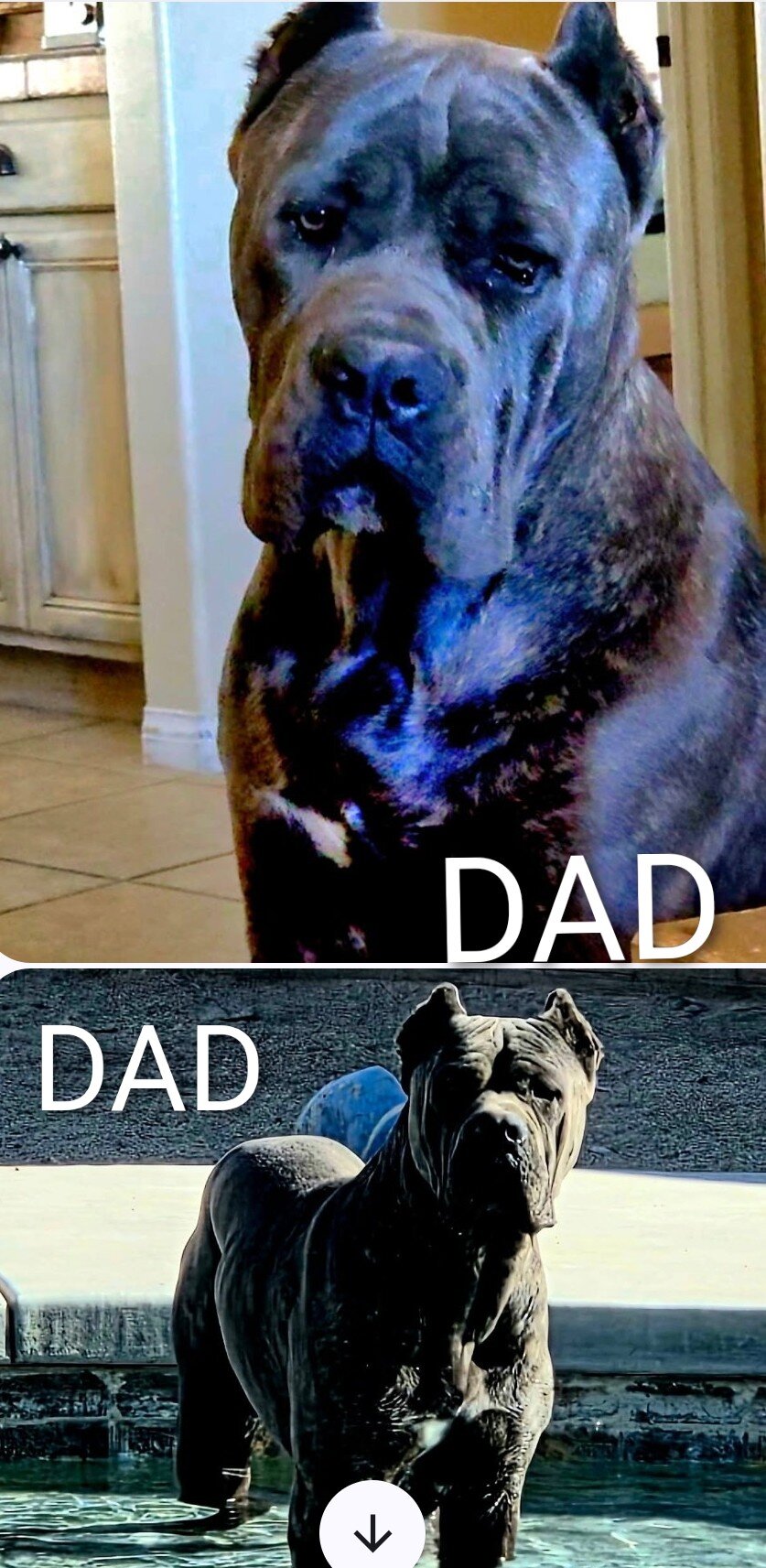Cane corso puppies image 9