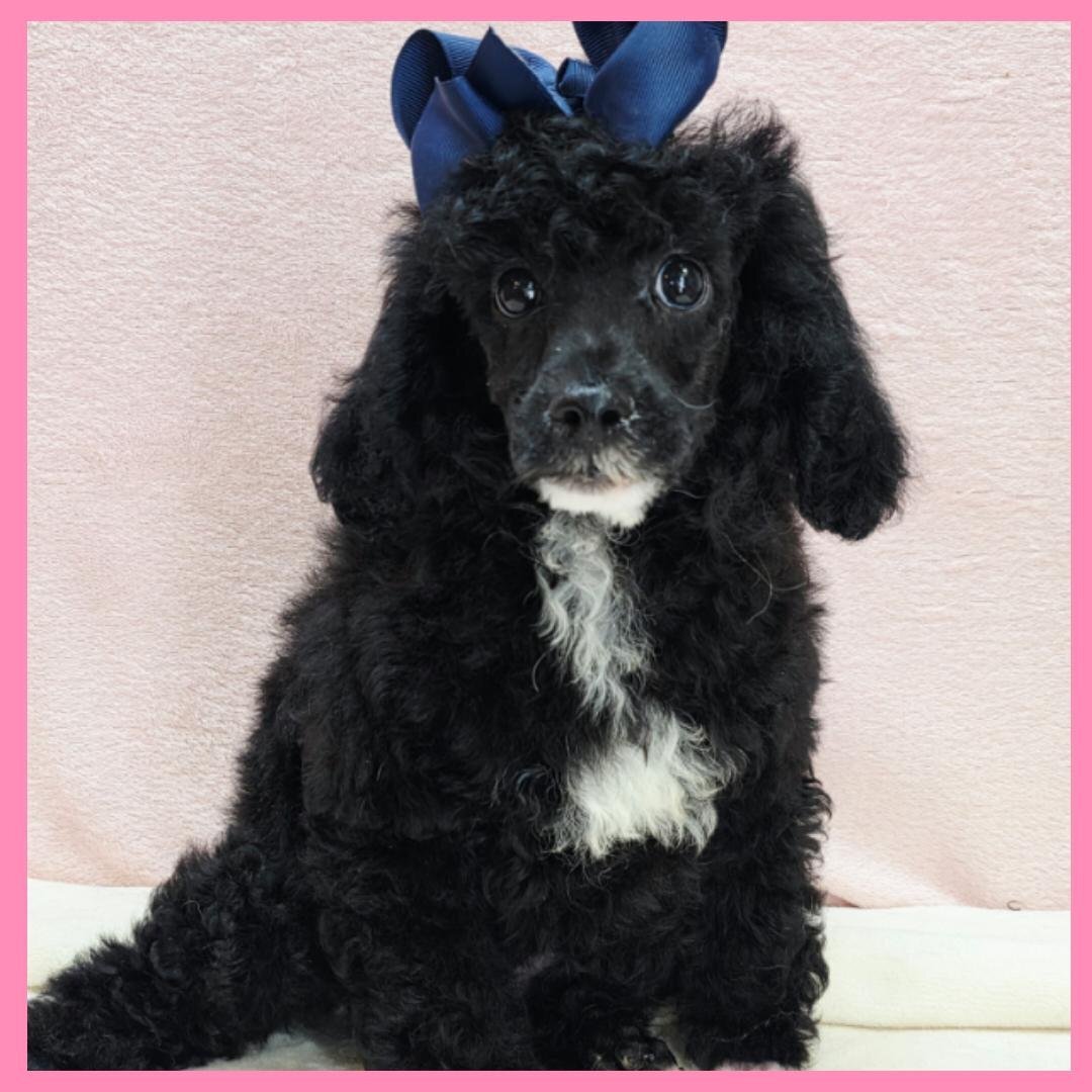 Poodle Puppy for Sale - Ken image 1