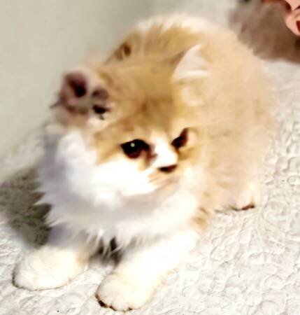 kitty image 3