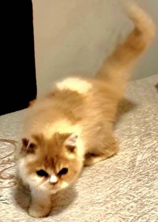 kitty image 2