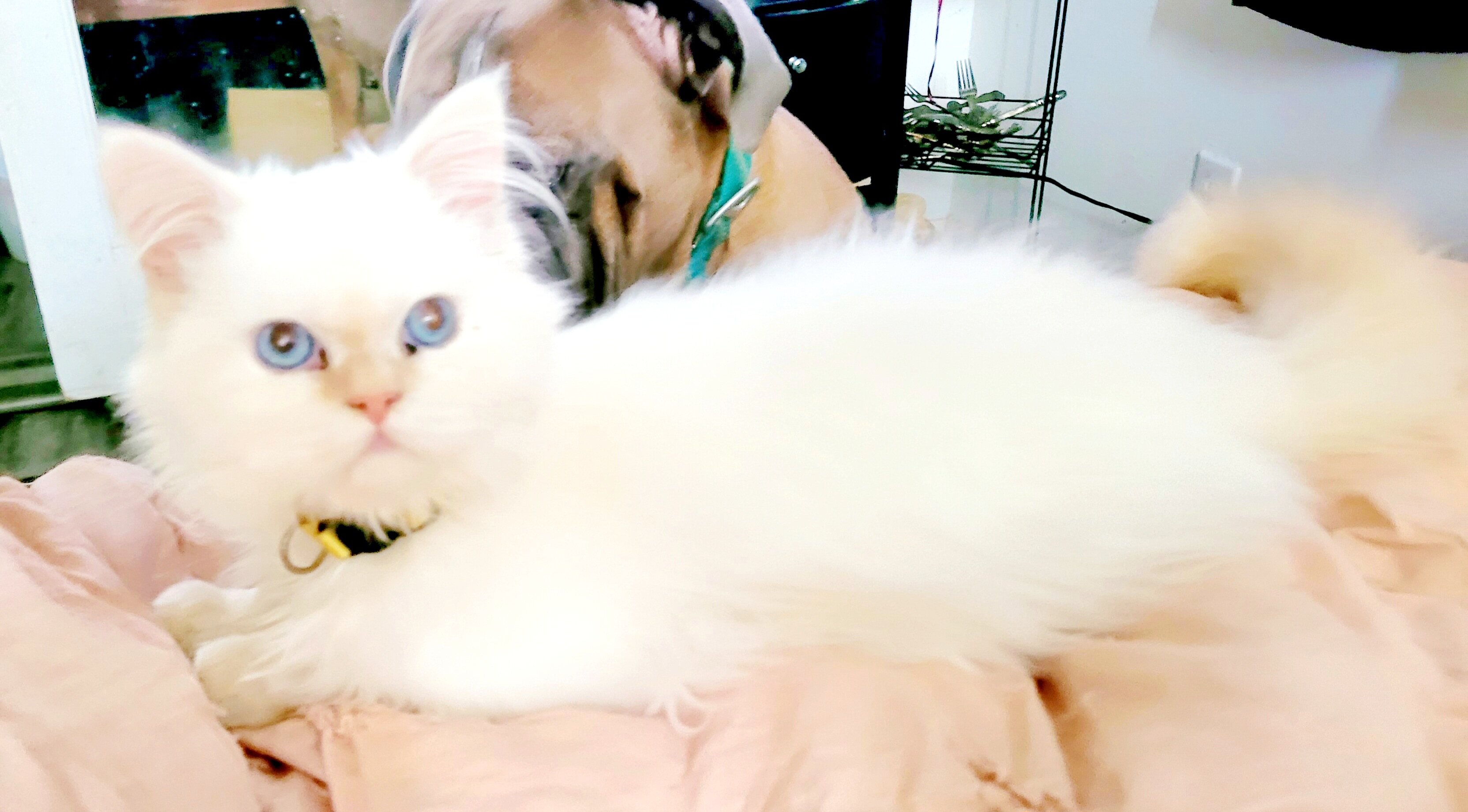 kitty image 4