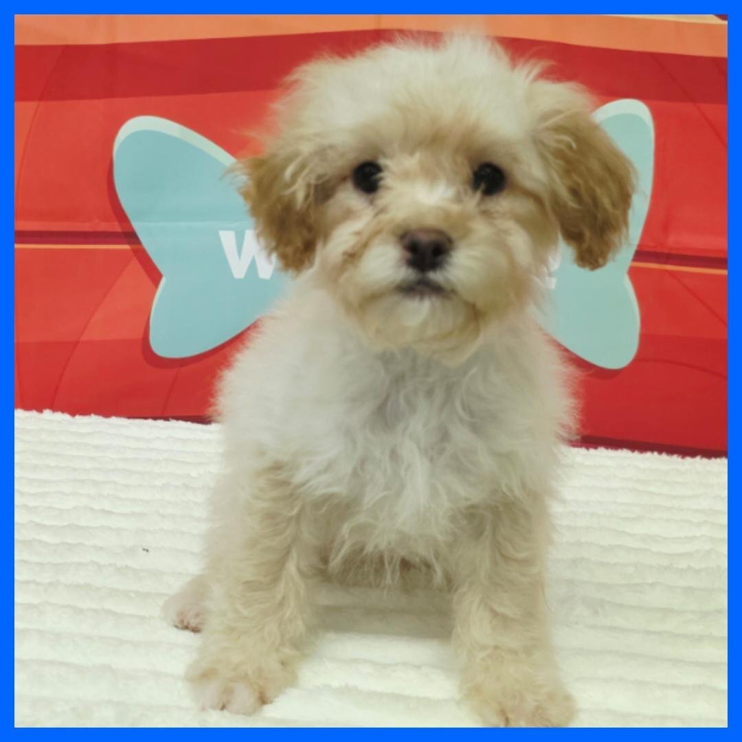 Poodle Puppy for Sale - Kevin image 1