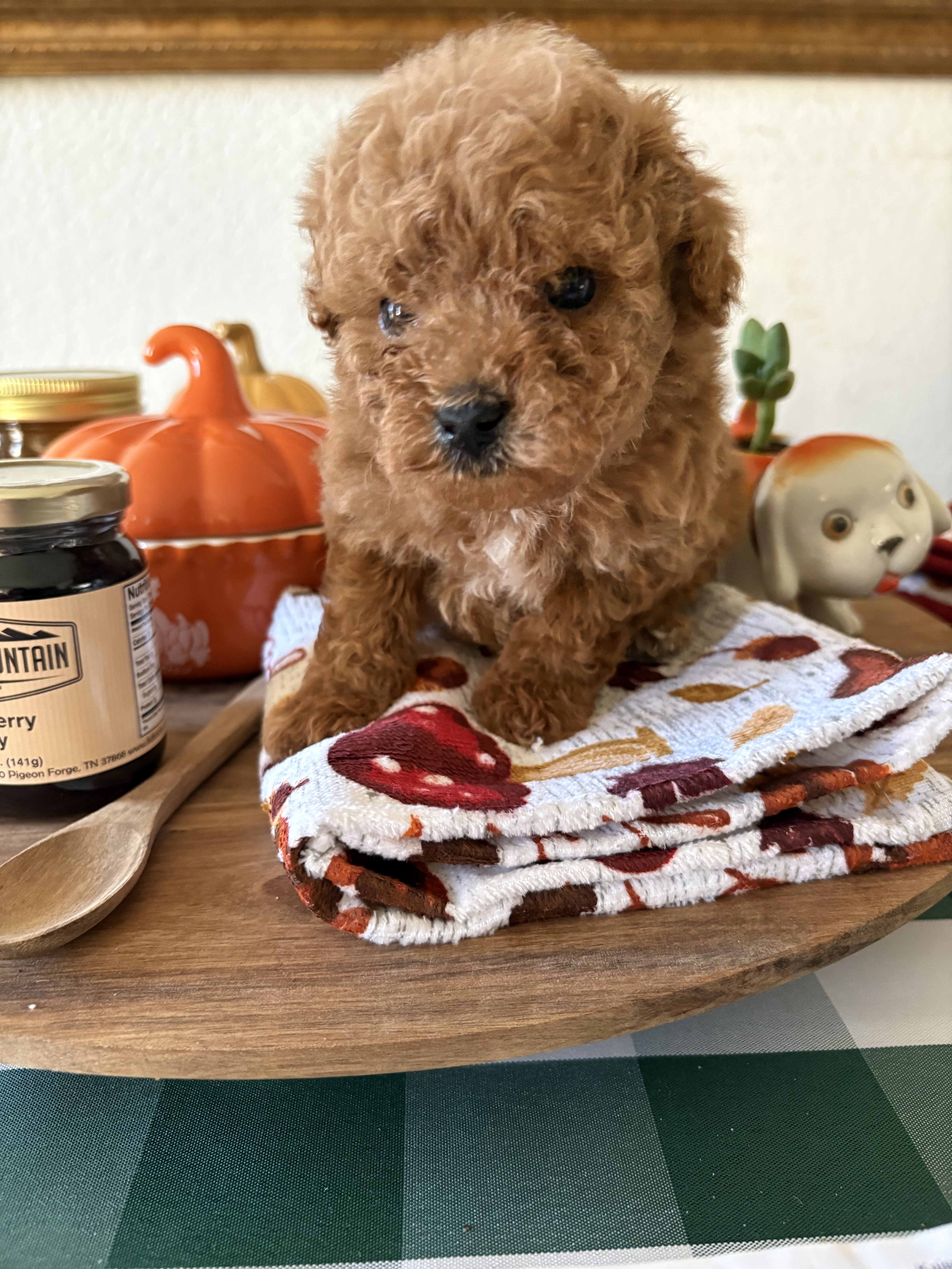 Poodle Puppies image 1