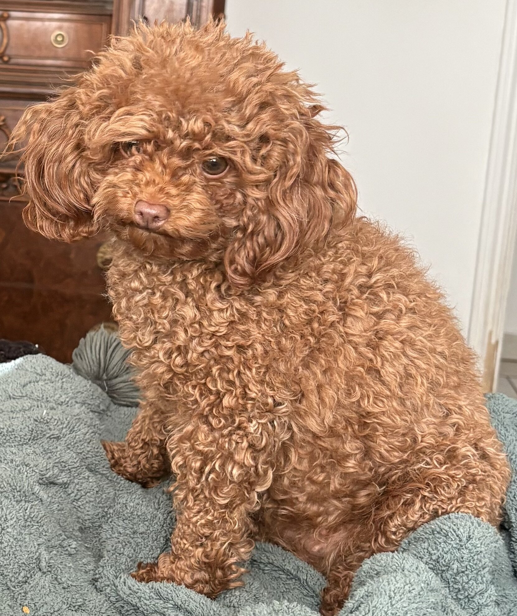 Poodle Puppies image 5