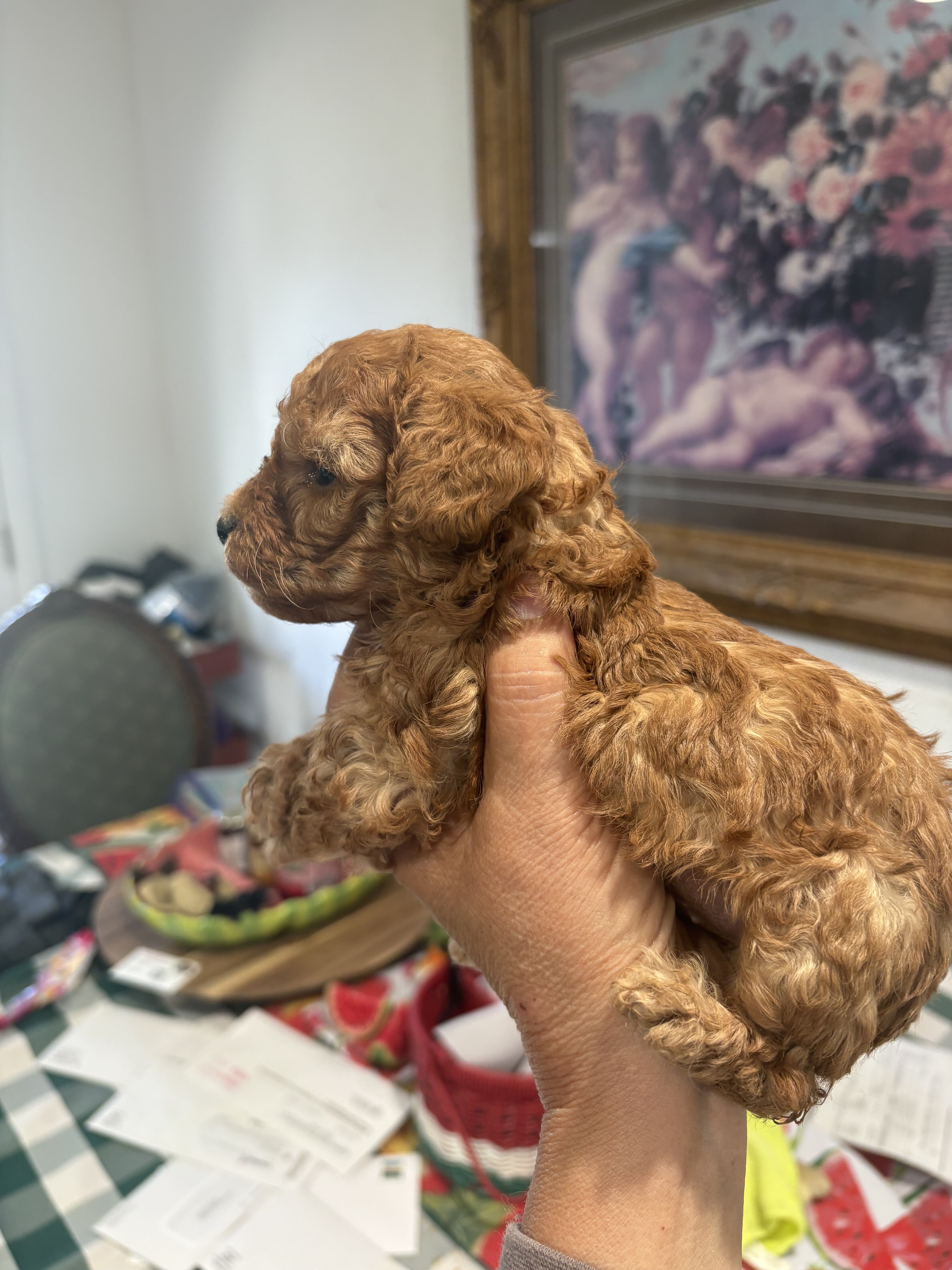 Poodle Puppies image 8