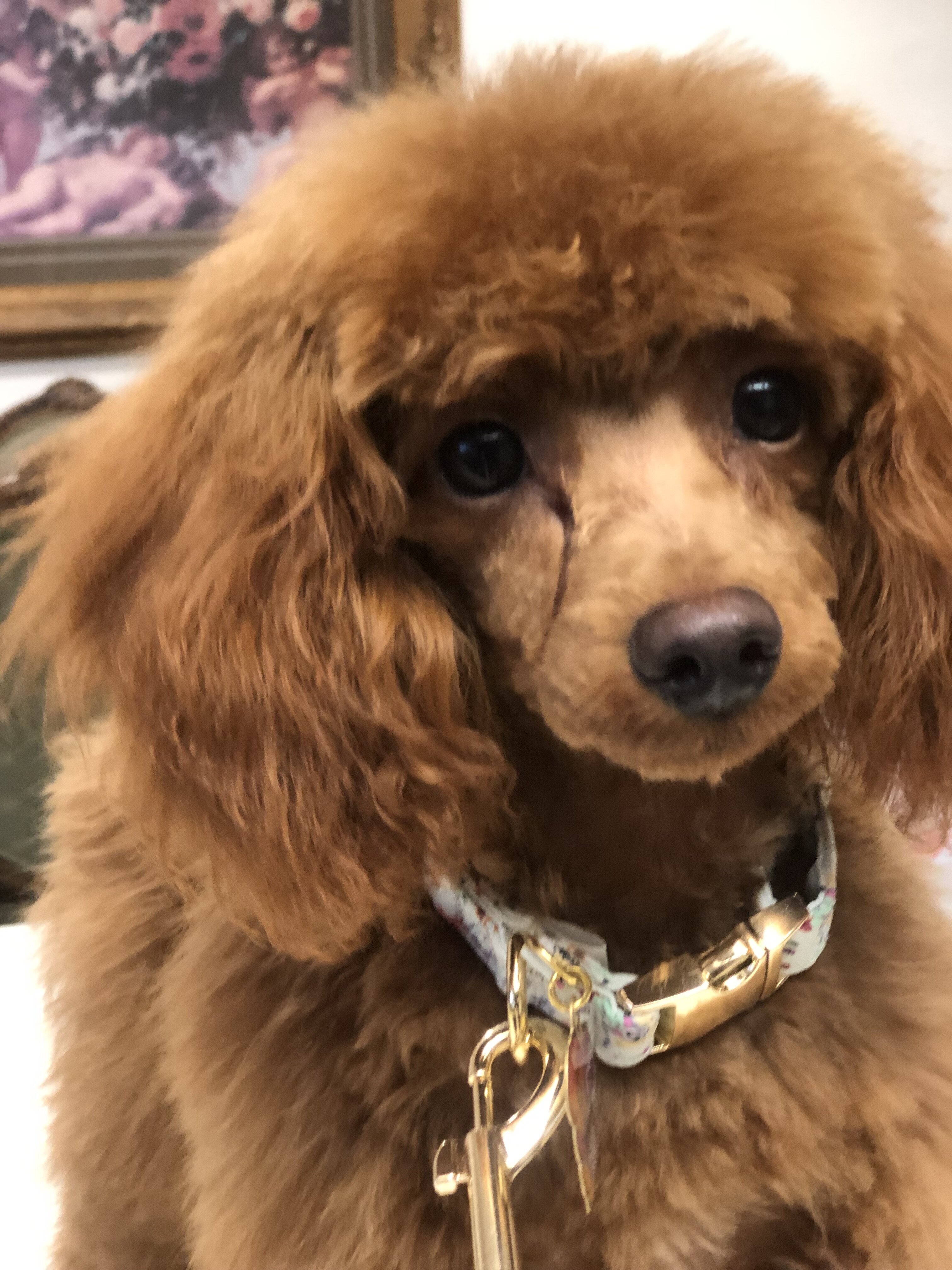 Poodle Puppies image 4