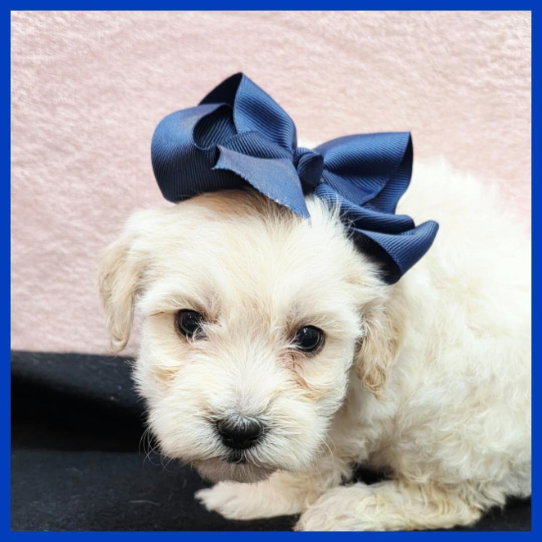 Maltipoo Puppy for Sale - Oakley image 1