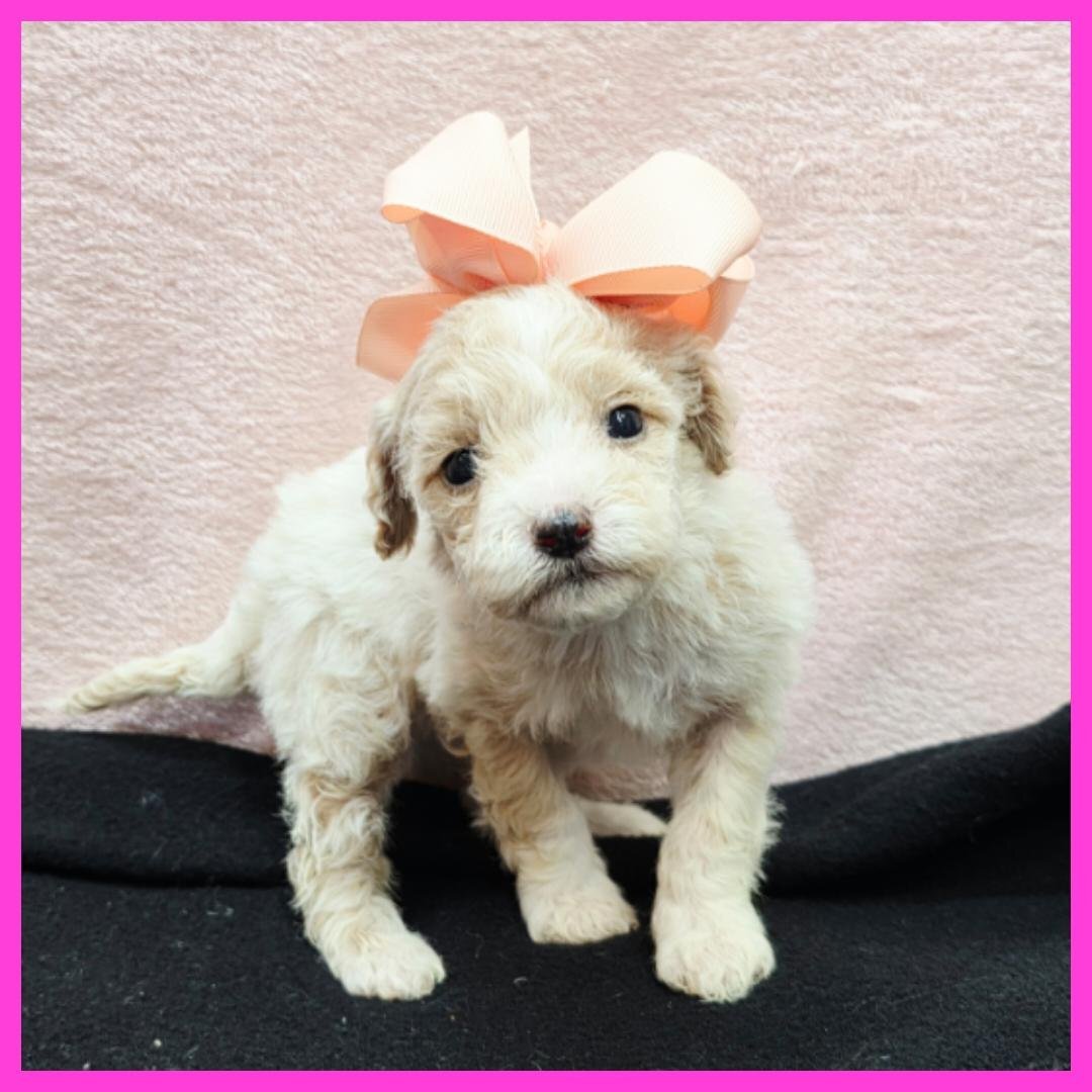 Maltipoo Puppy for Sale - Orianna image 1