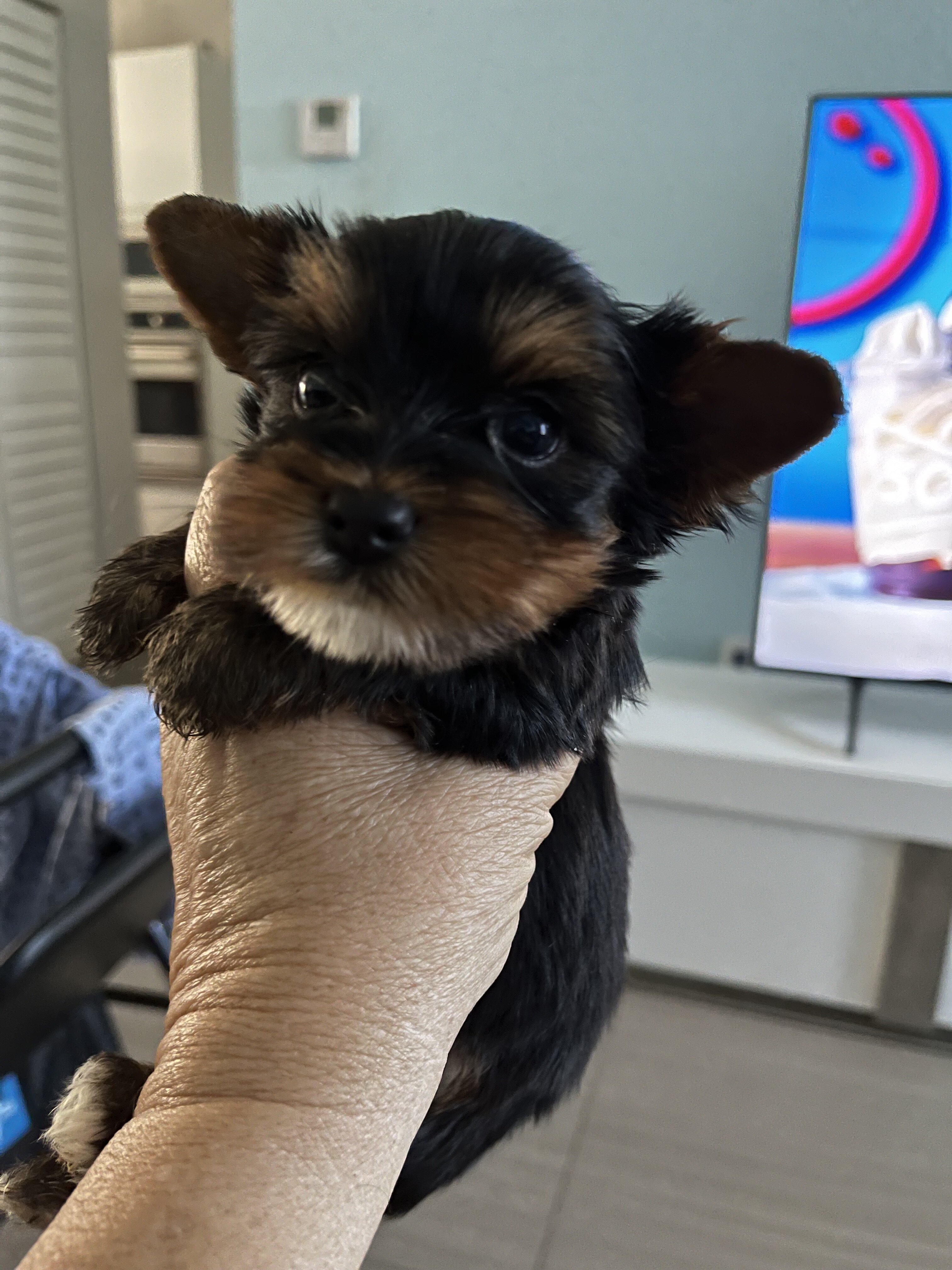 yorkies image 3