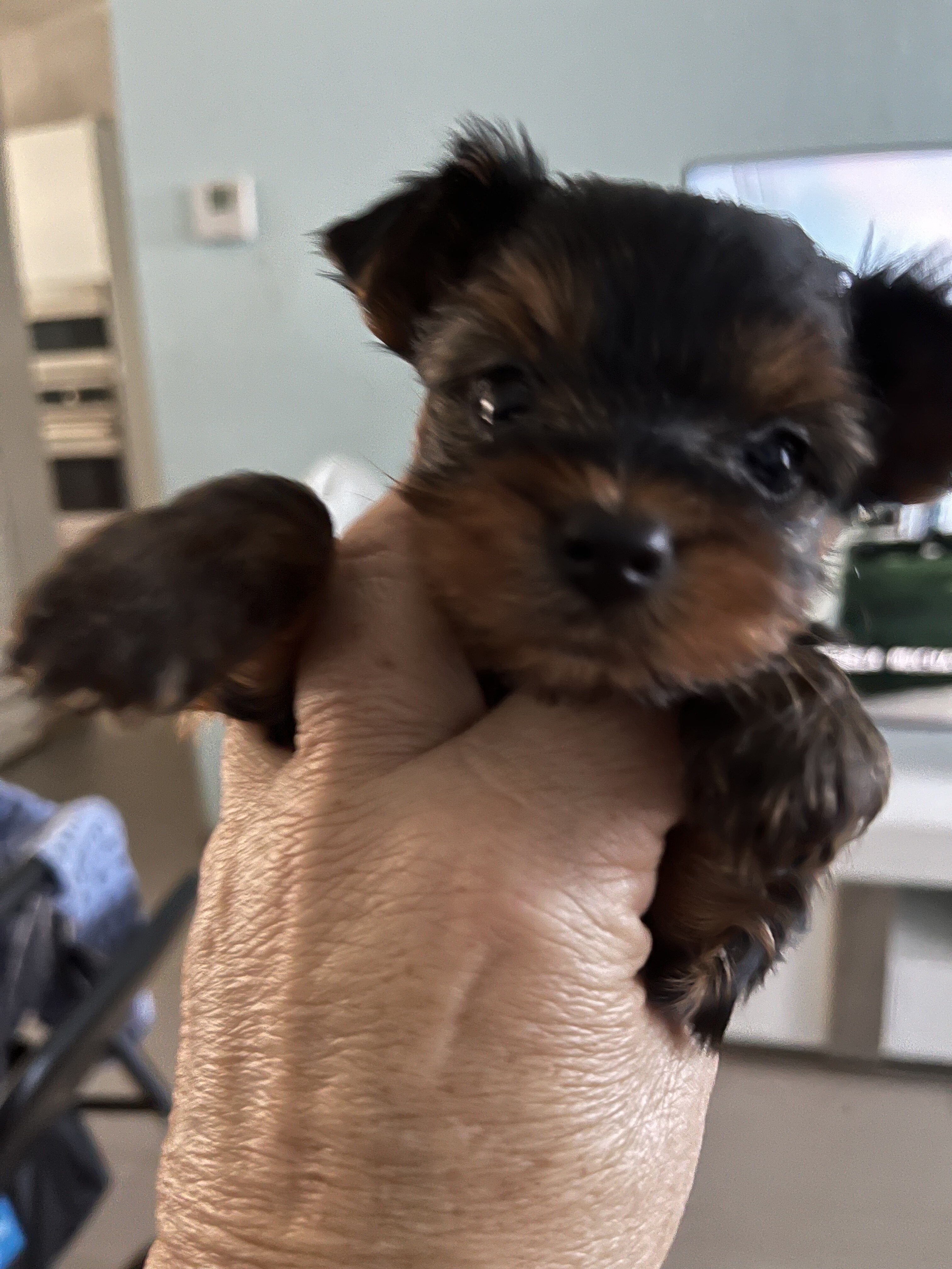 yorkies image 1