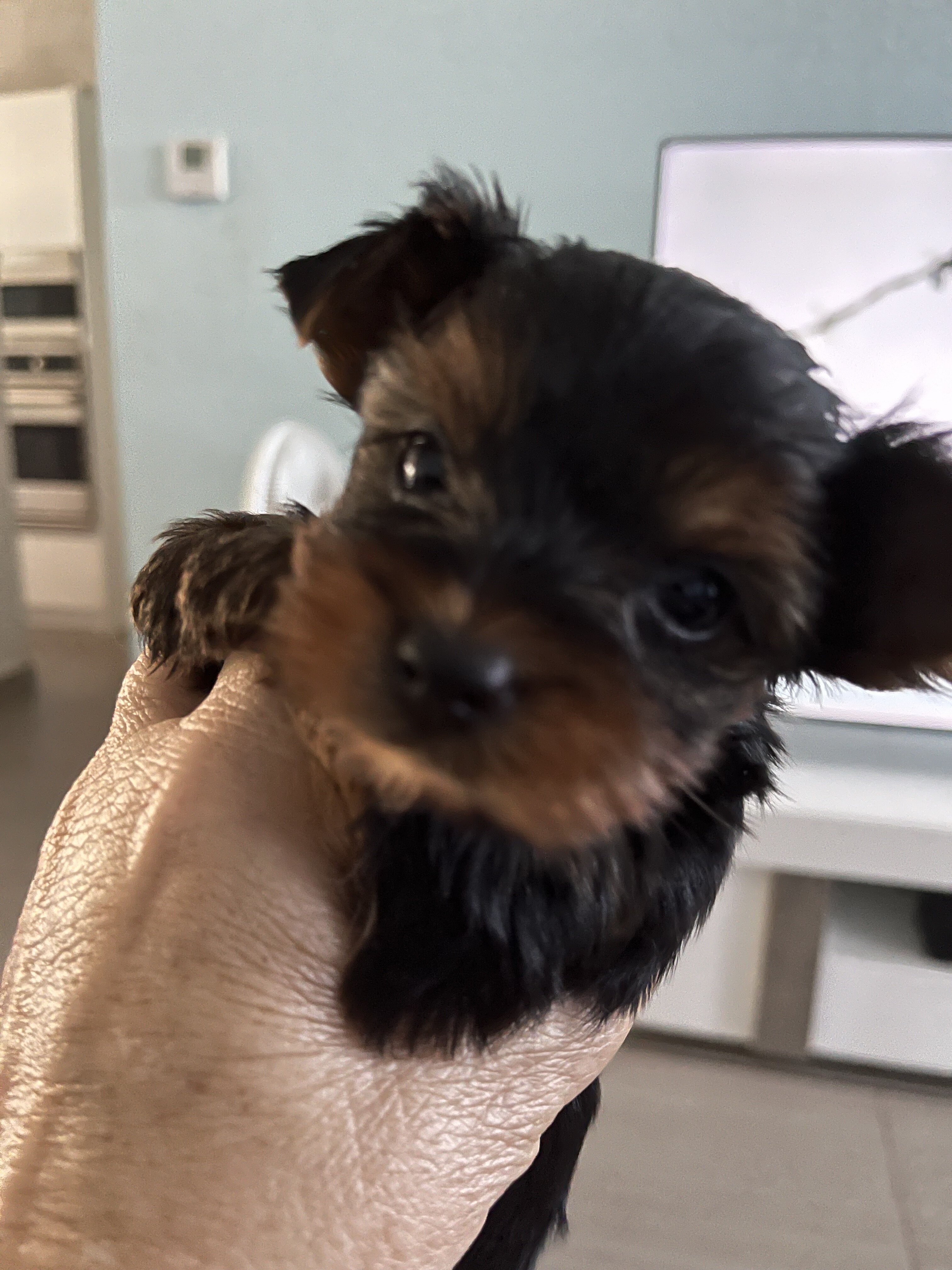 yorkies image 4