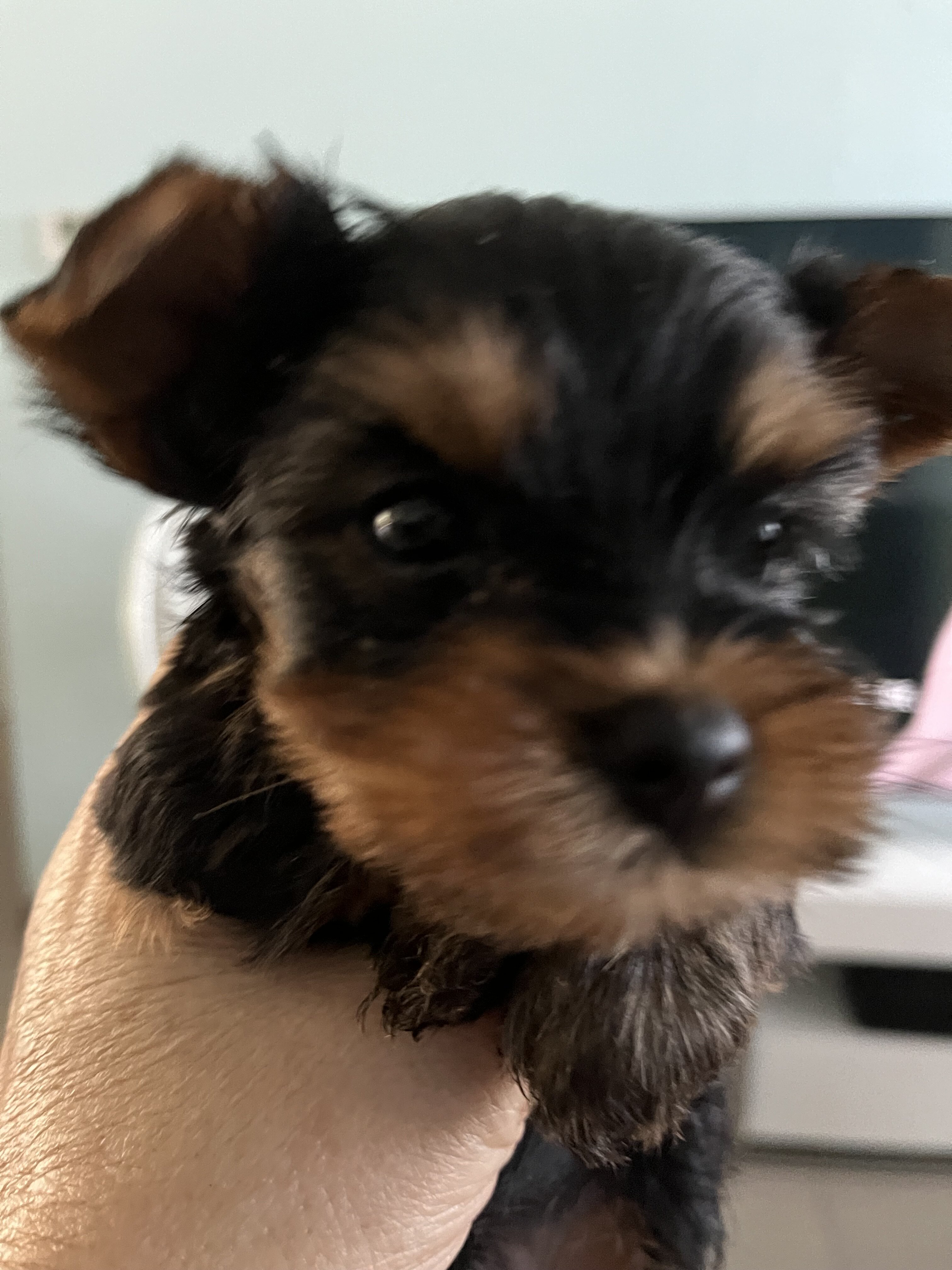 yorkies image 2