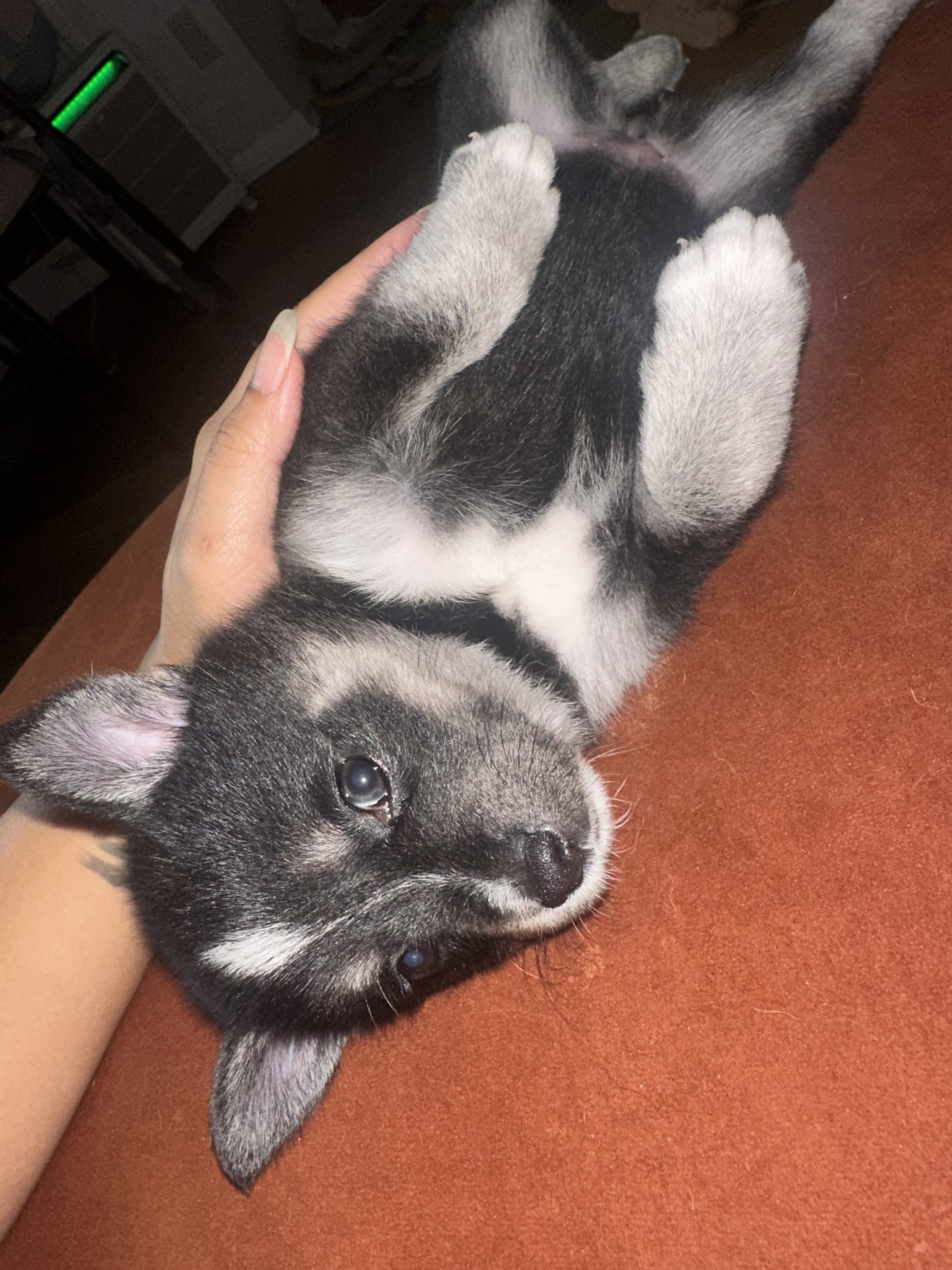 Pomsky Puppy image 1